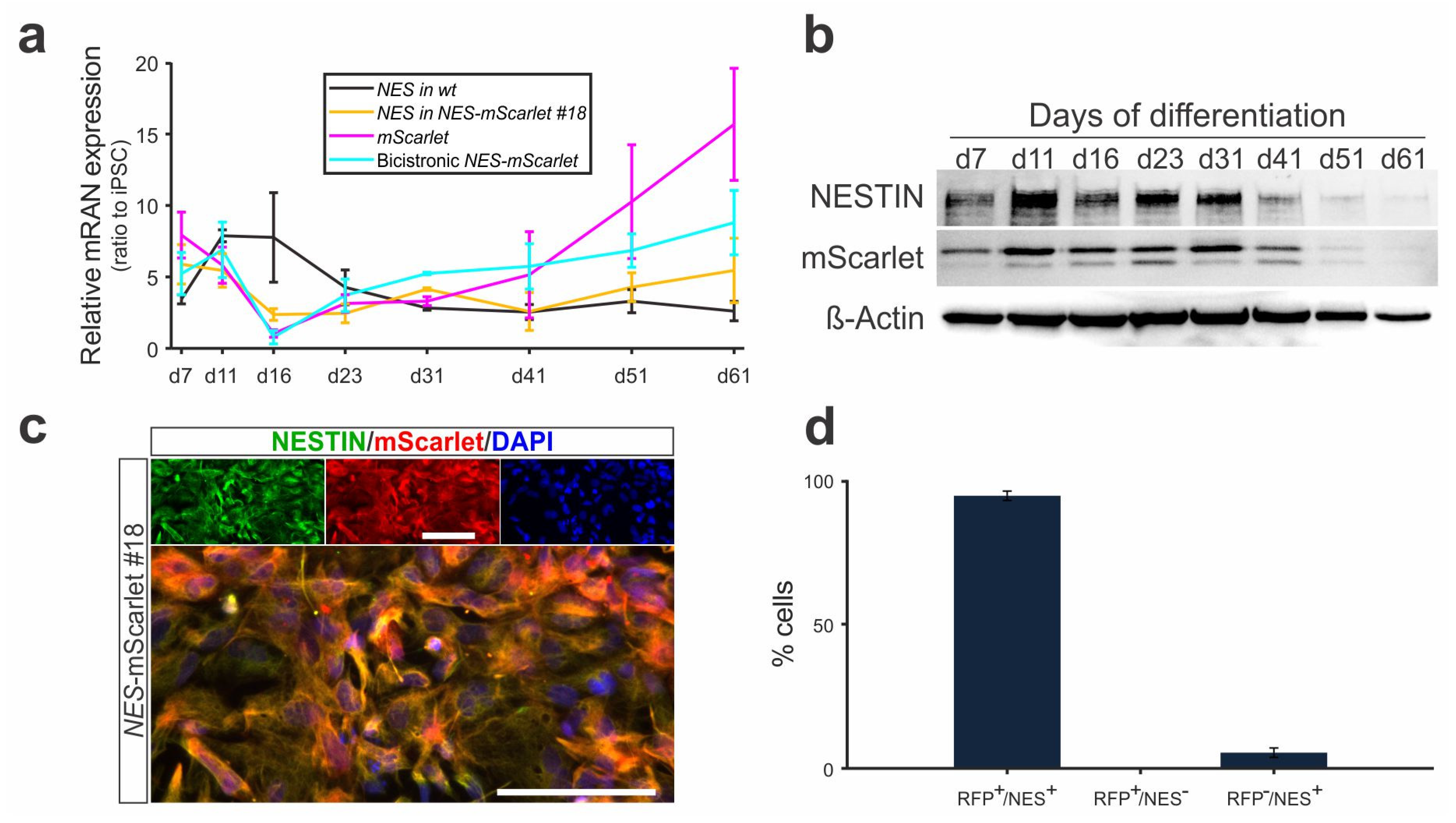 Cells 11 00268 g006 Cells 11 00268 g006