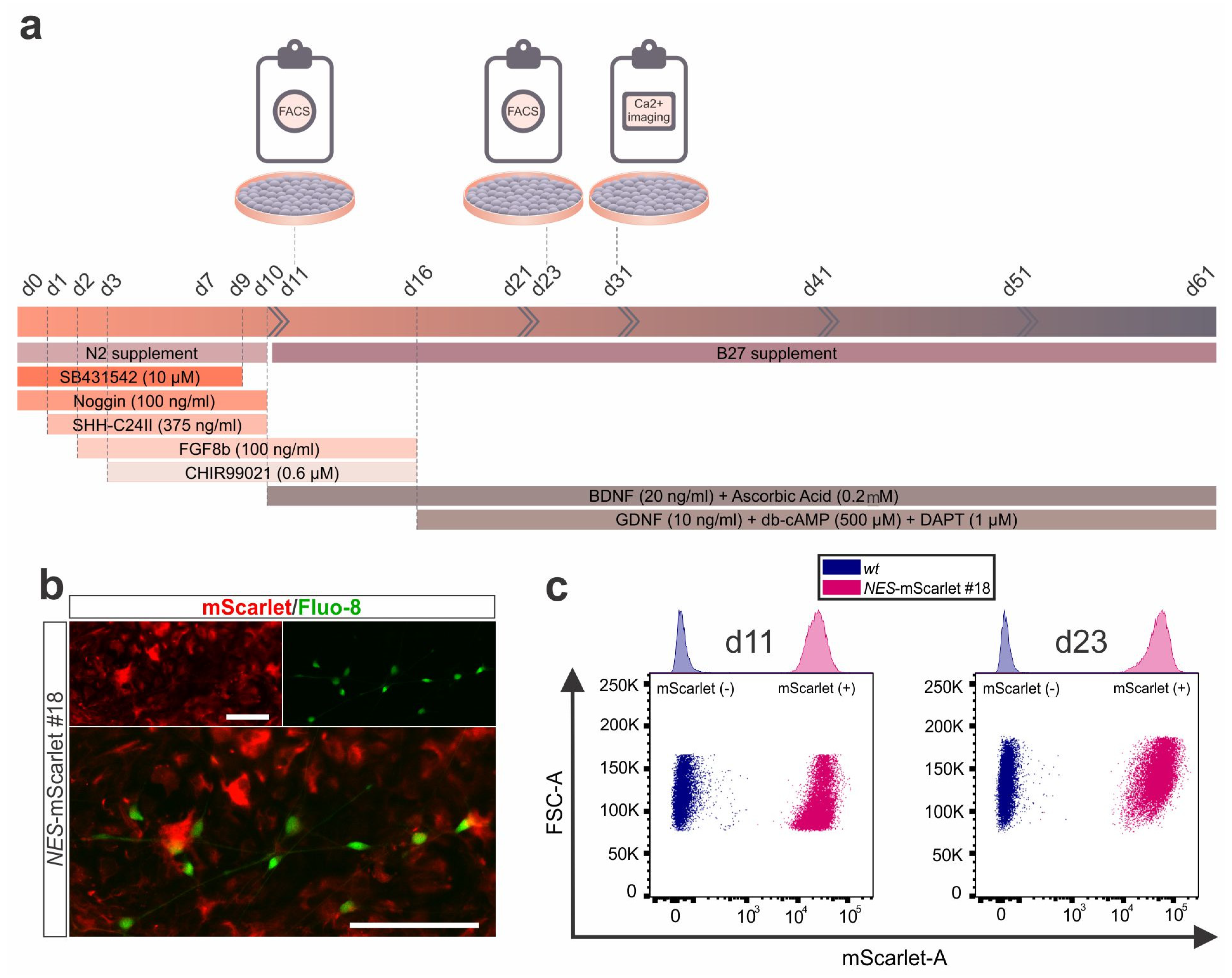 Cells 11 00268 g007 Cells 11 00268 g007