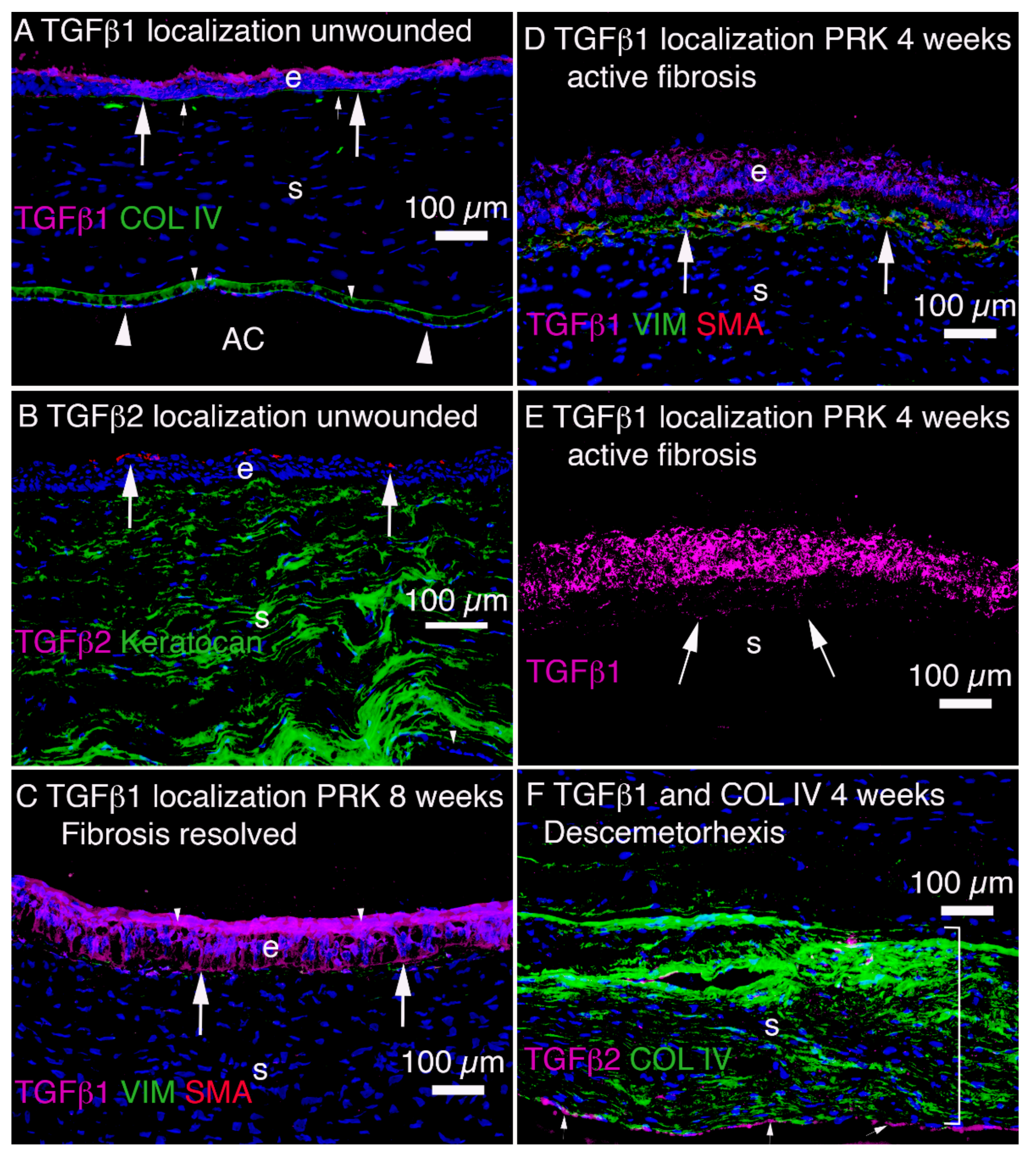 Cells 11 00309 g005 Cells 11 00309 g005
