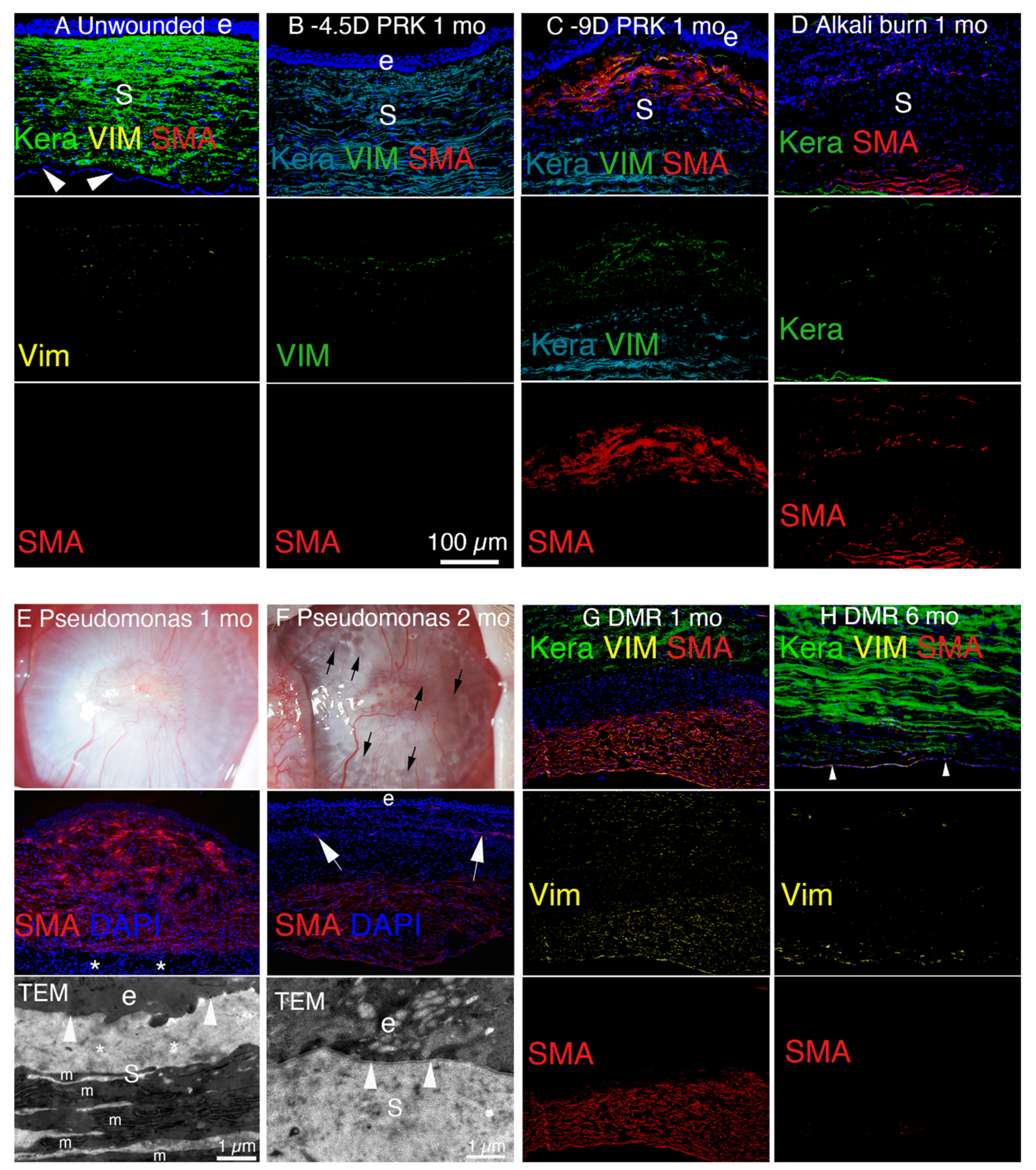 Cells 11 00309 g006 Cells 11 00309 g006