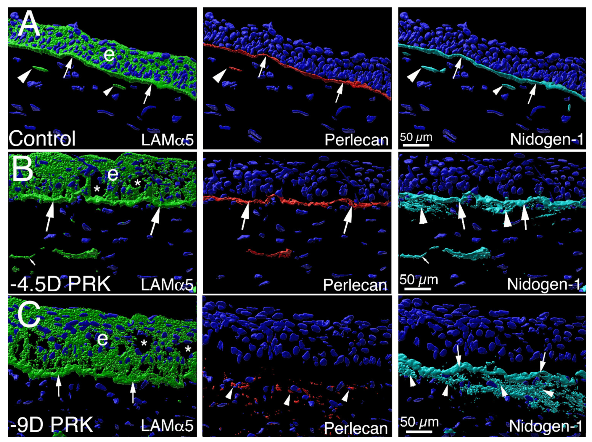 Cells 11 00309 g007 Cells 11 00309 g007
