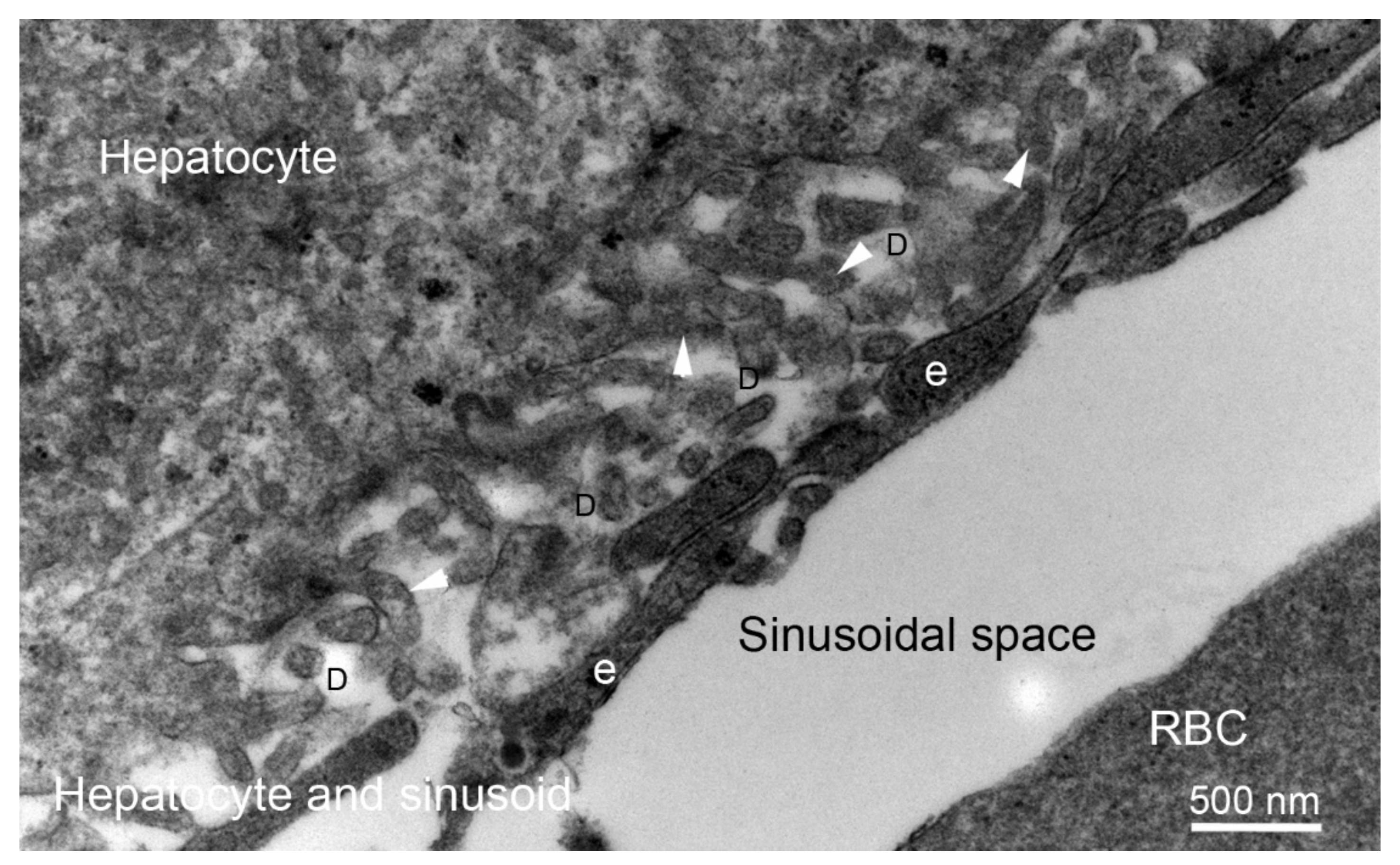 Cells 11 00309 g009 Cells 11 00309 g009