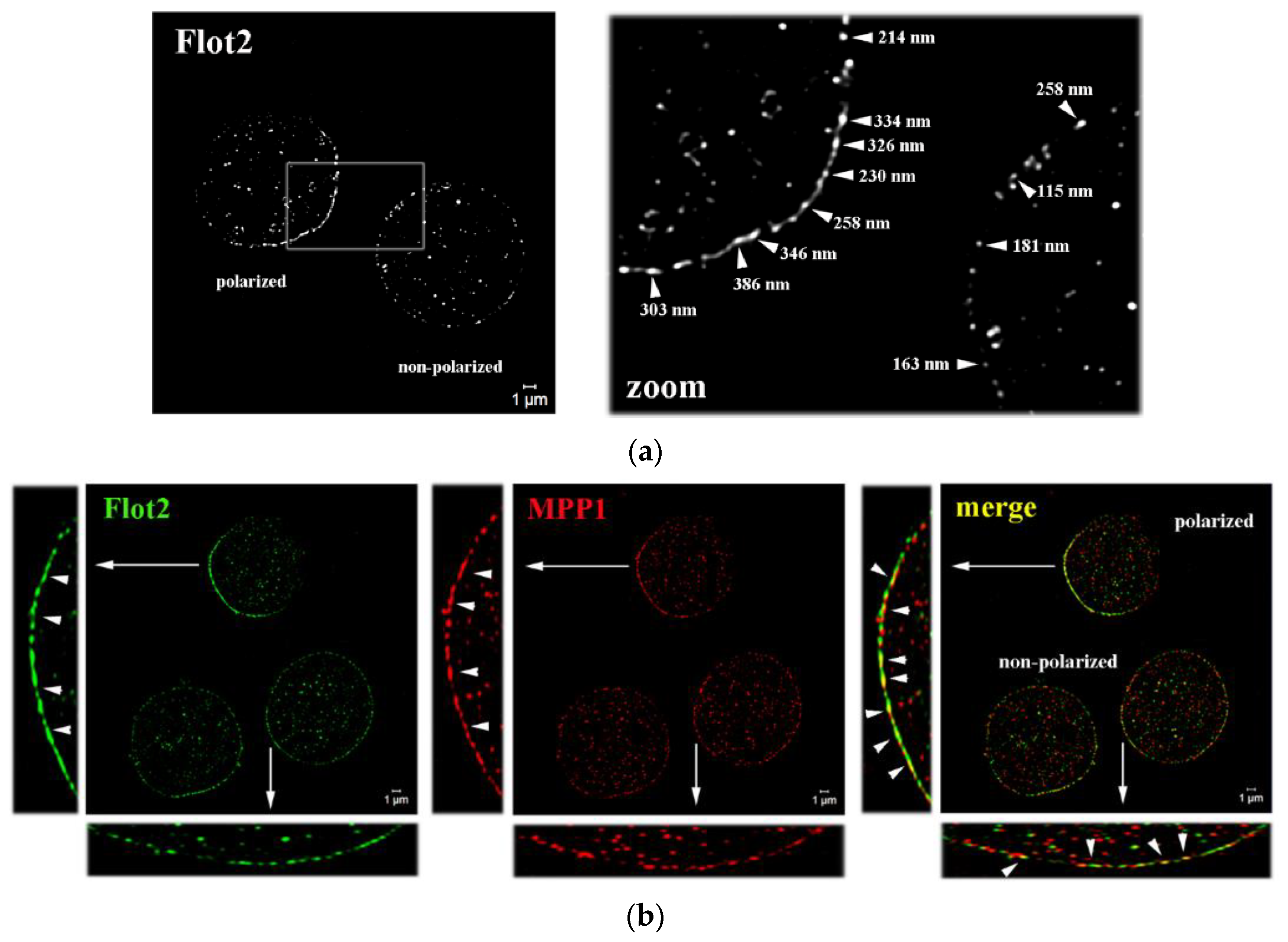 Cells 11 00311 g001 Cells 11 00311 g001
