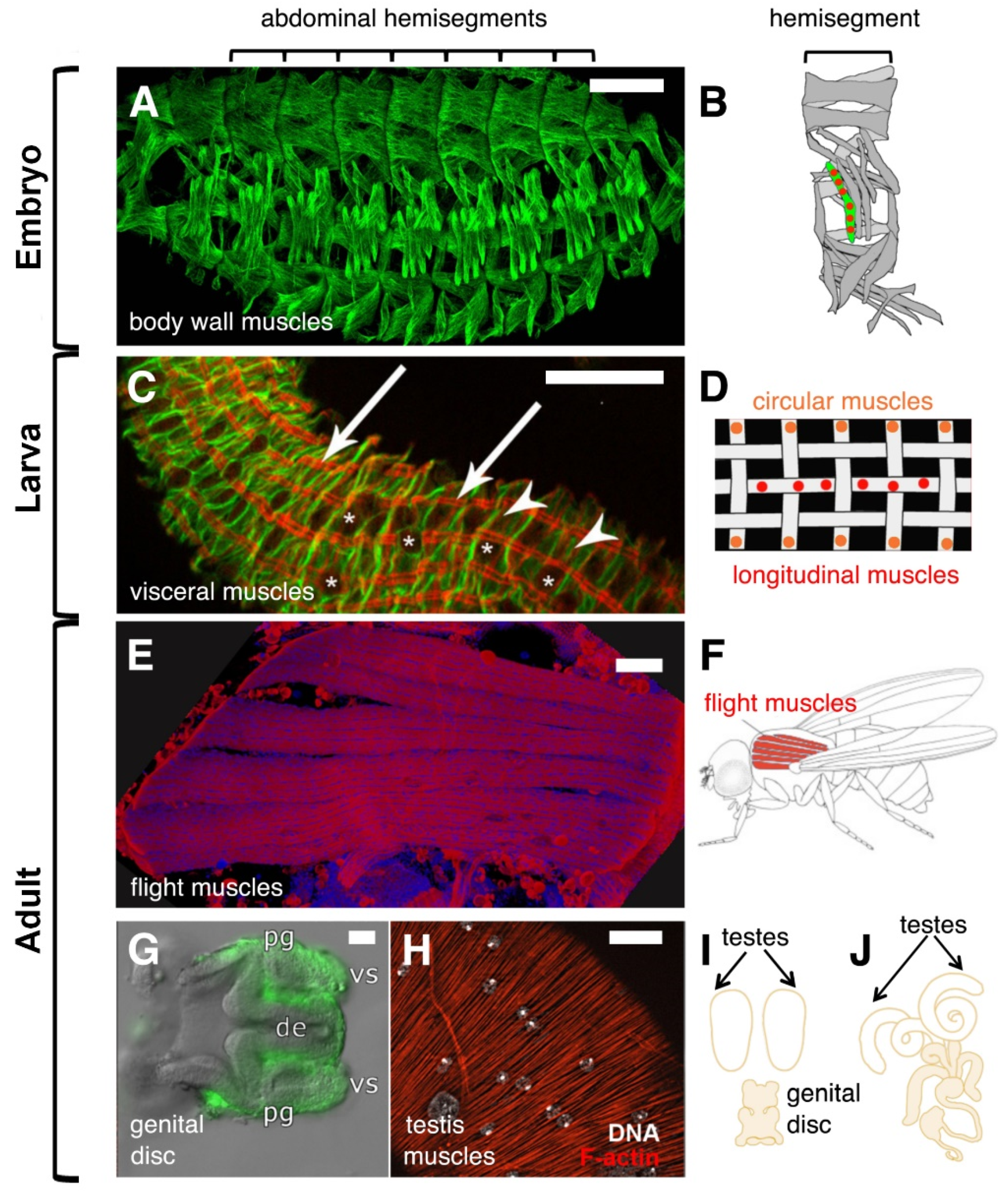Cells 11 00321 g001 Cells 11 00321 g001