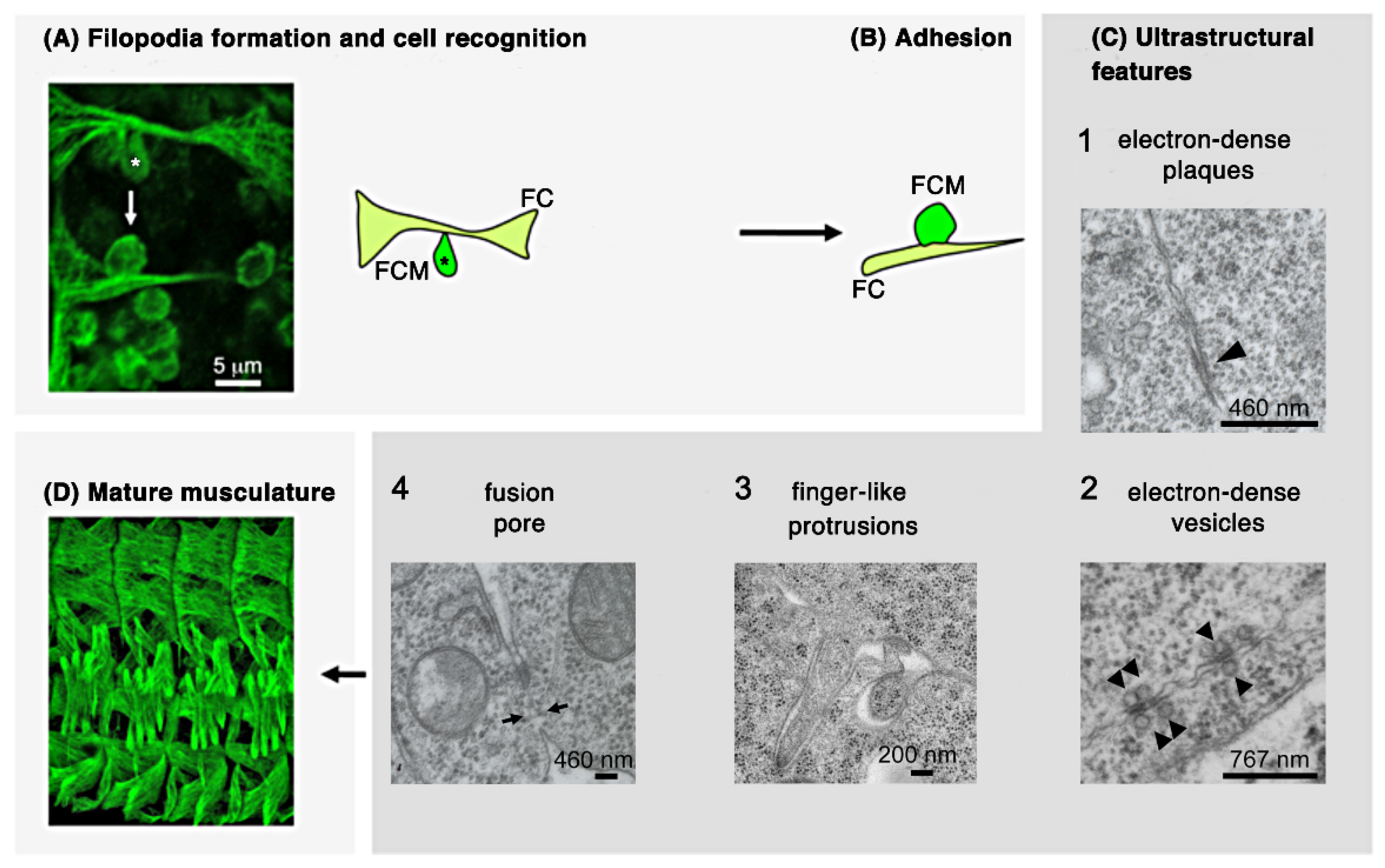 Cells 11 00321 g002 Cells 11 00321 g002