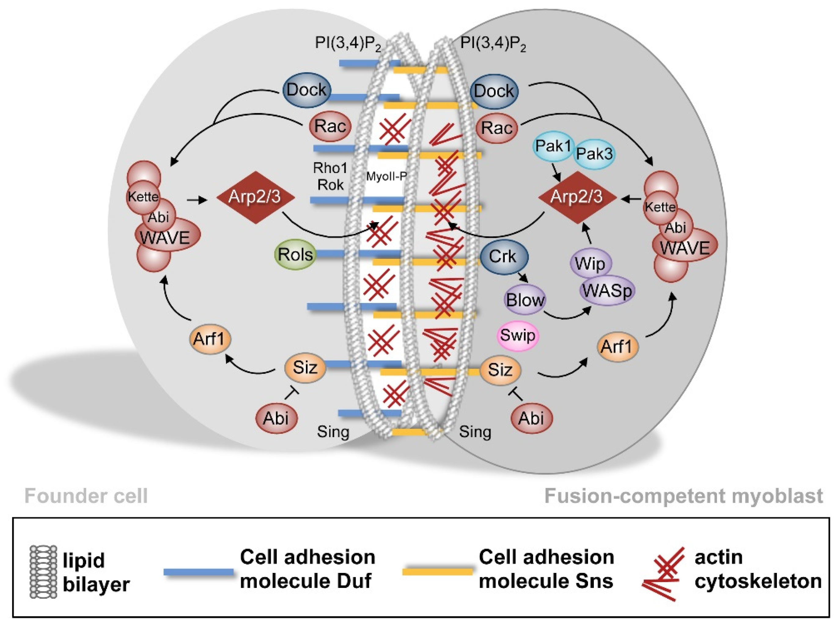 Cells 11 00321 g004 Cells 11 00321 g004