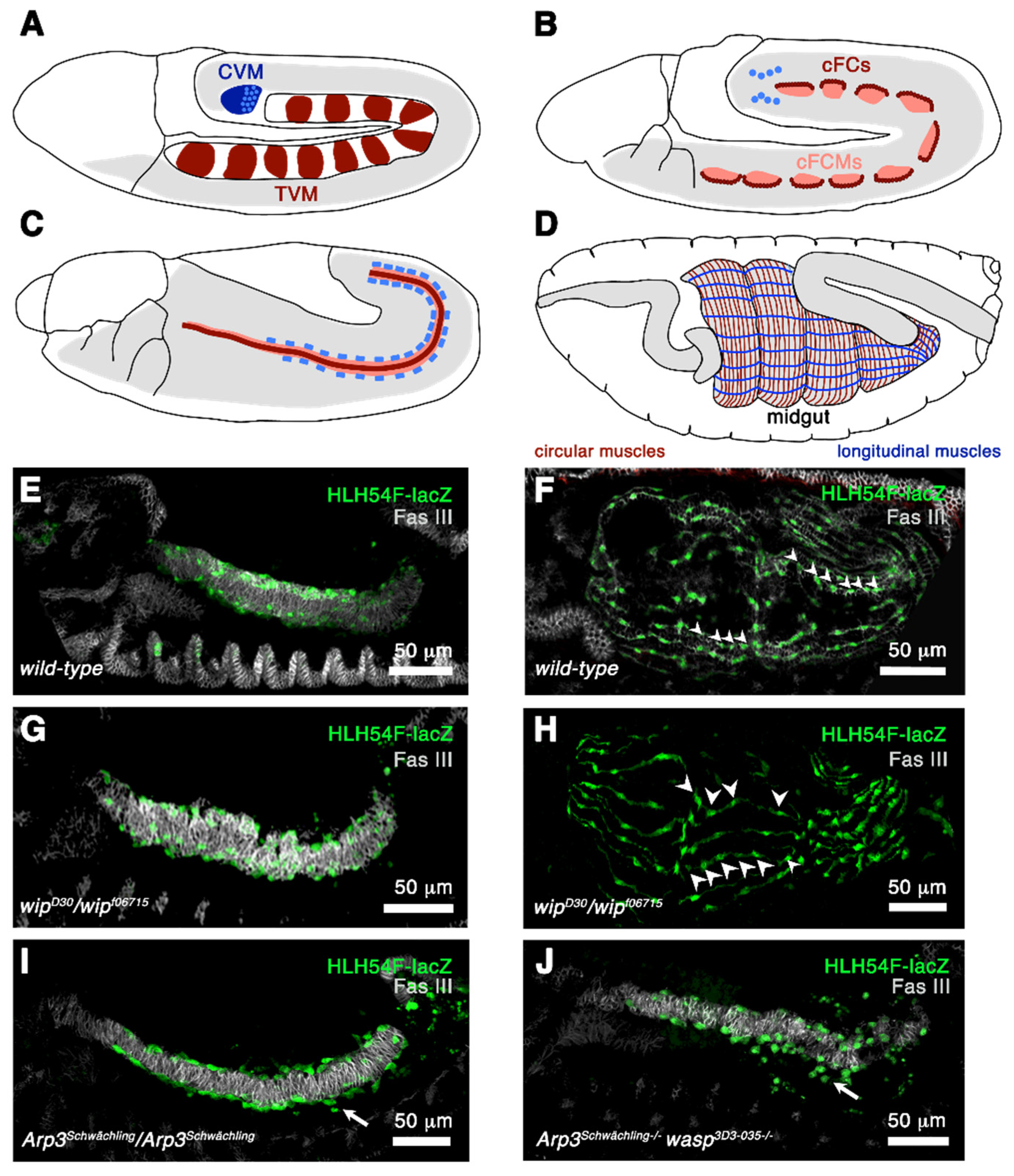 Cells 11 00321 g005 Cells 11 00321 g005