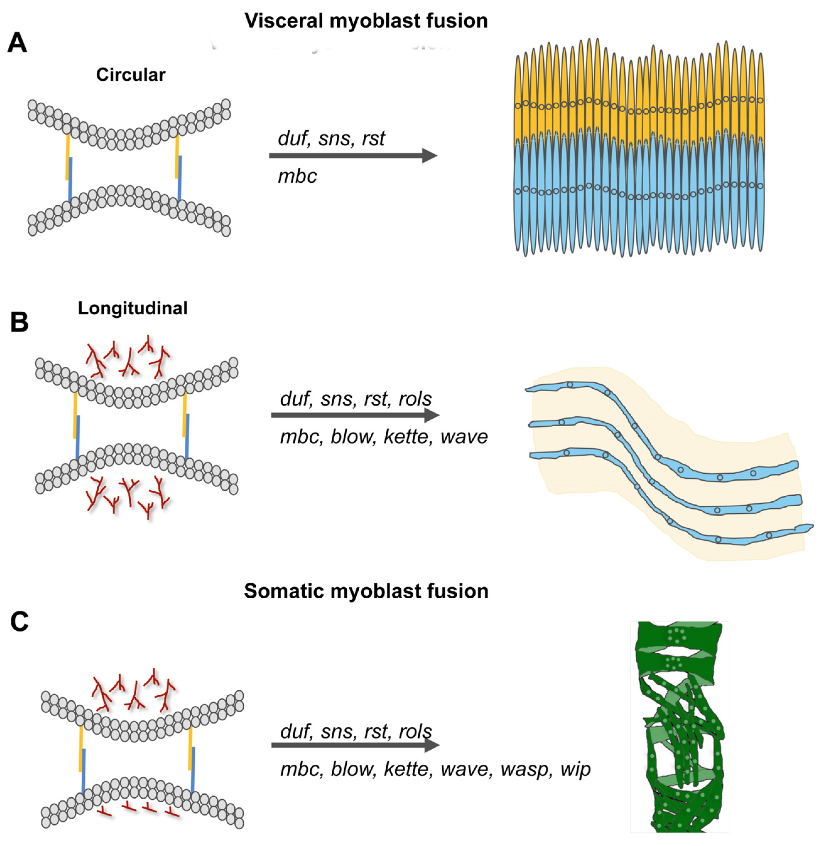 Cells 11 00321 g006 Cells 11 00321 g006