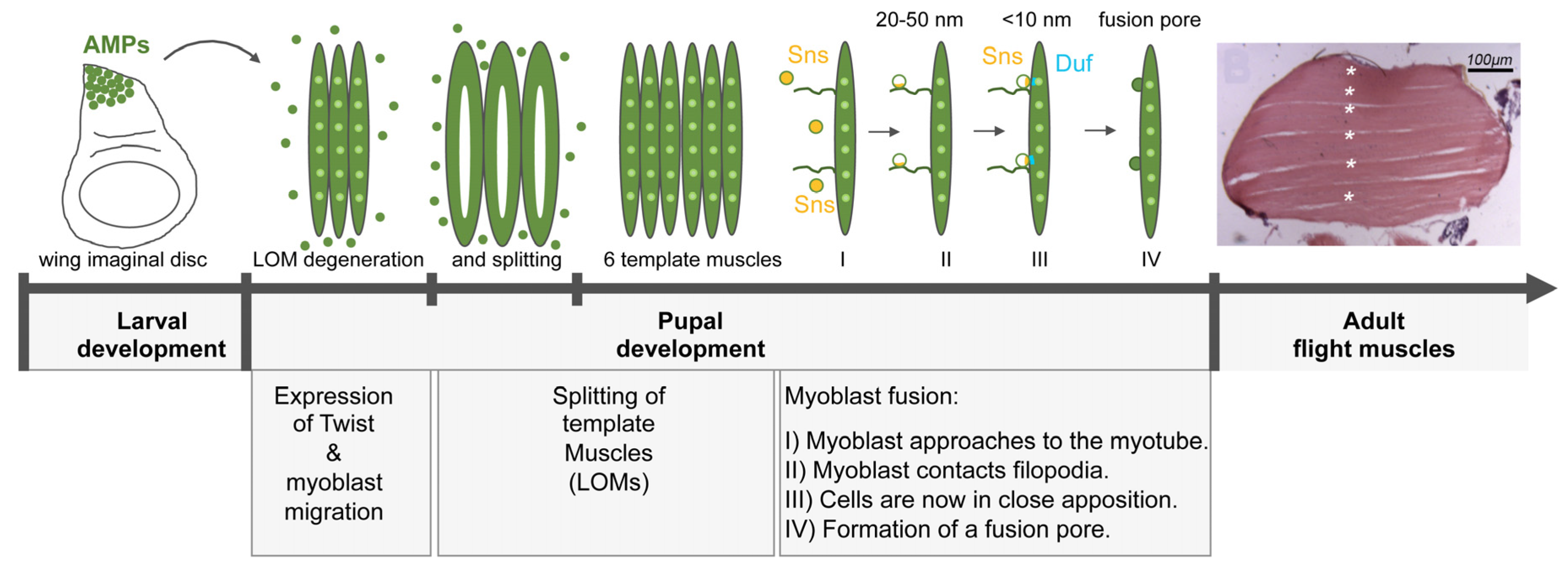 Cells 11 00321 g007 Cells 11 00321 g007