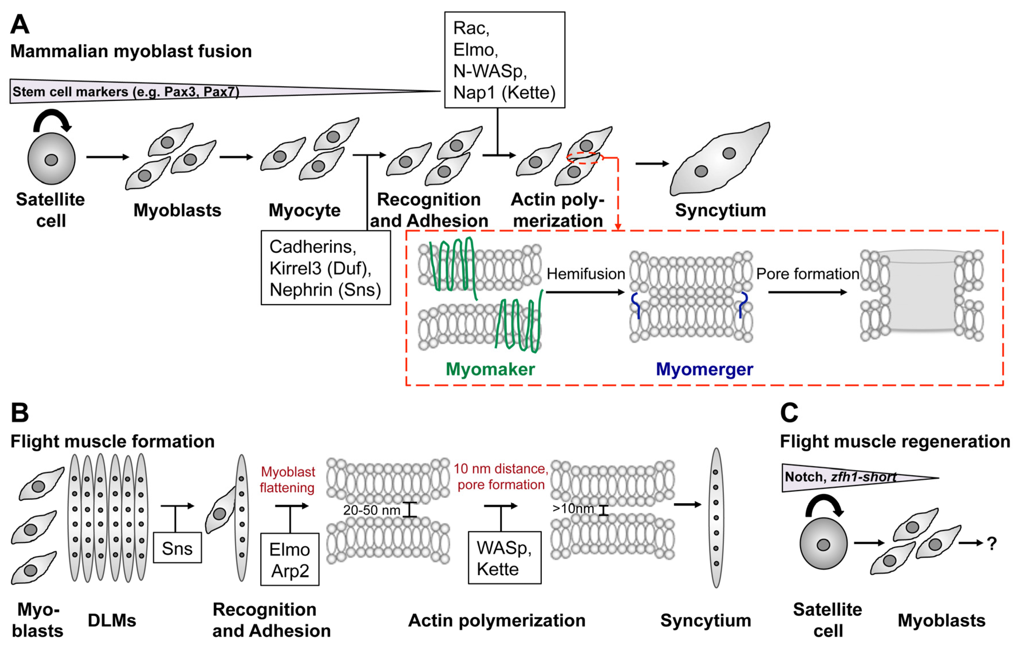 Cells 11 00321 g008 Cells 11 00321 g008