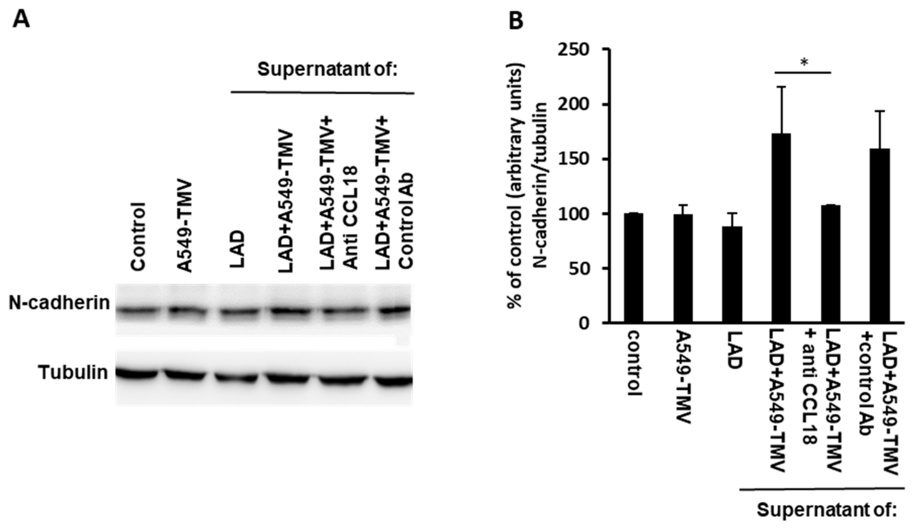 Cells 11 00353 g004 Cells 11 00353 g004