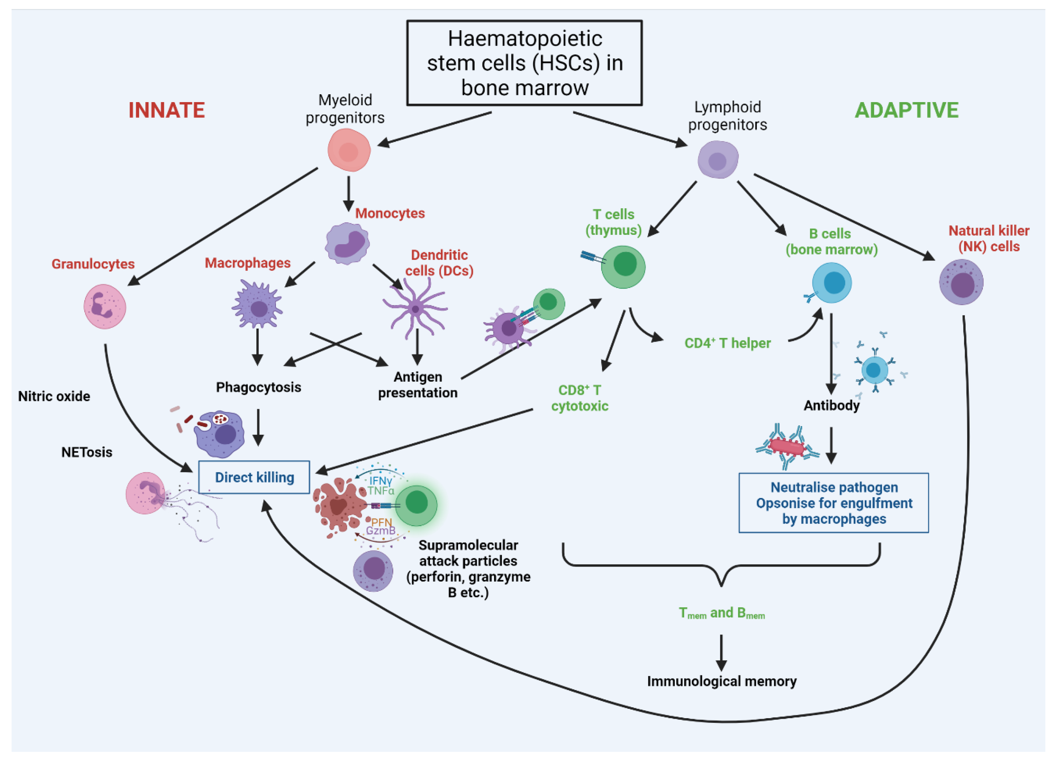 Cells 11 00359 g004 Cells 11 00359 g004