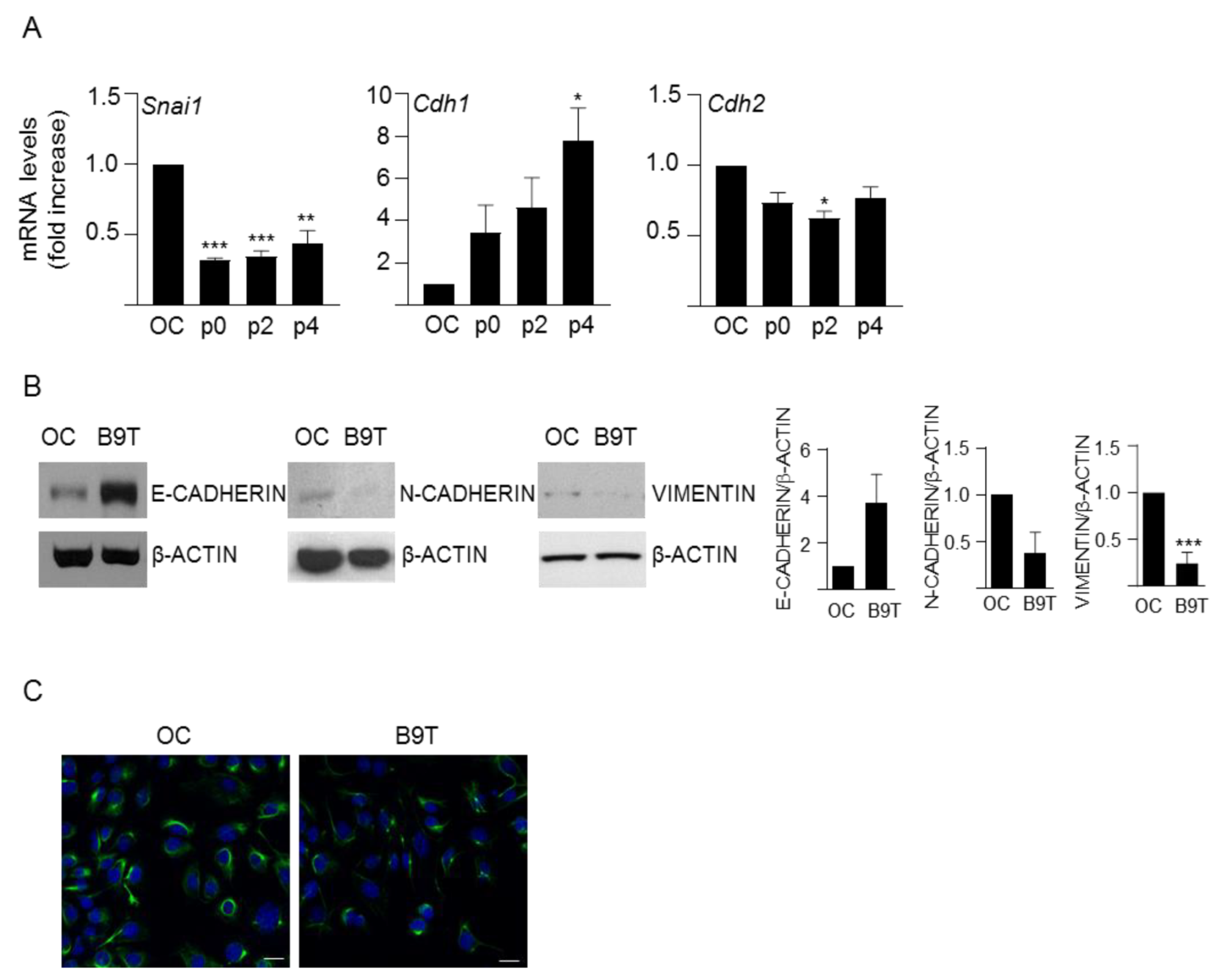 Cells 11 00365 g001 Cells 11 00365 g001