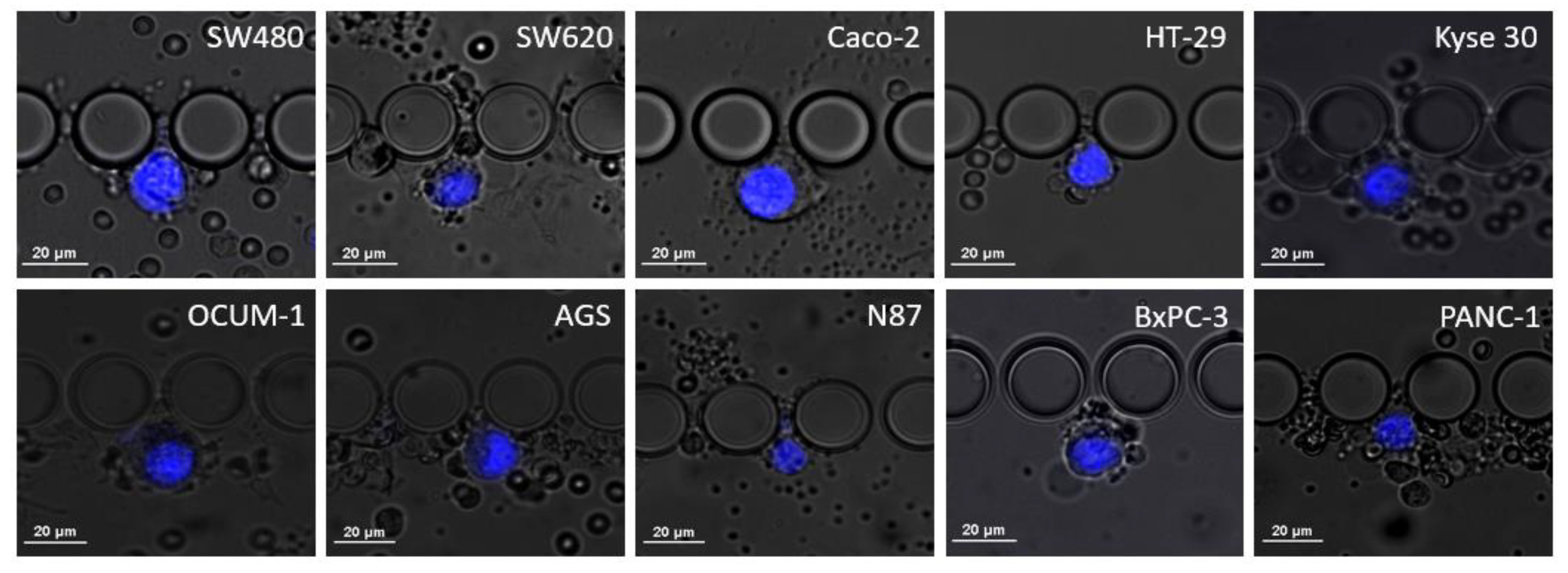 Cells 11 00376 g002
