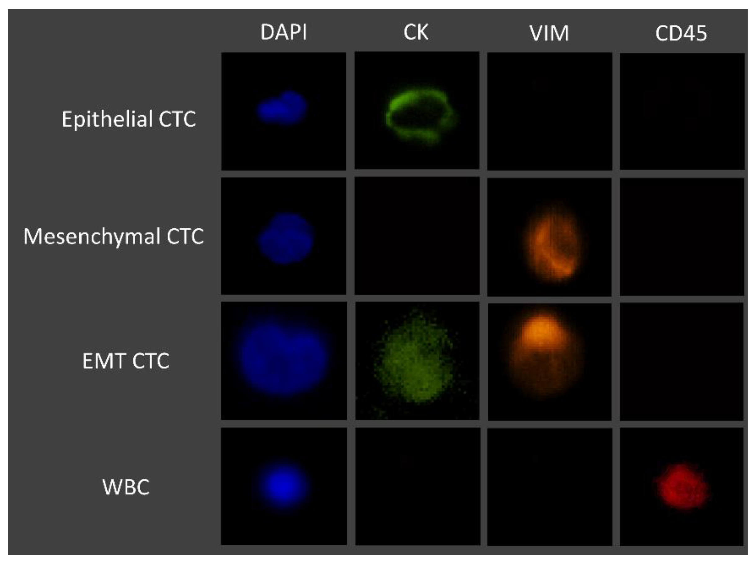 Cells 11 00376 g003
