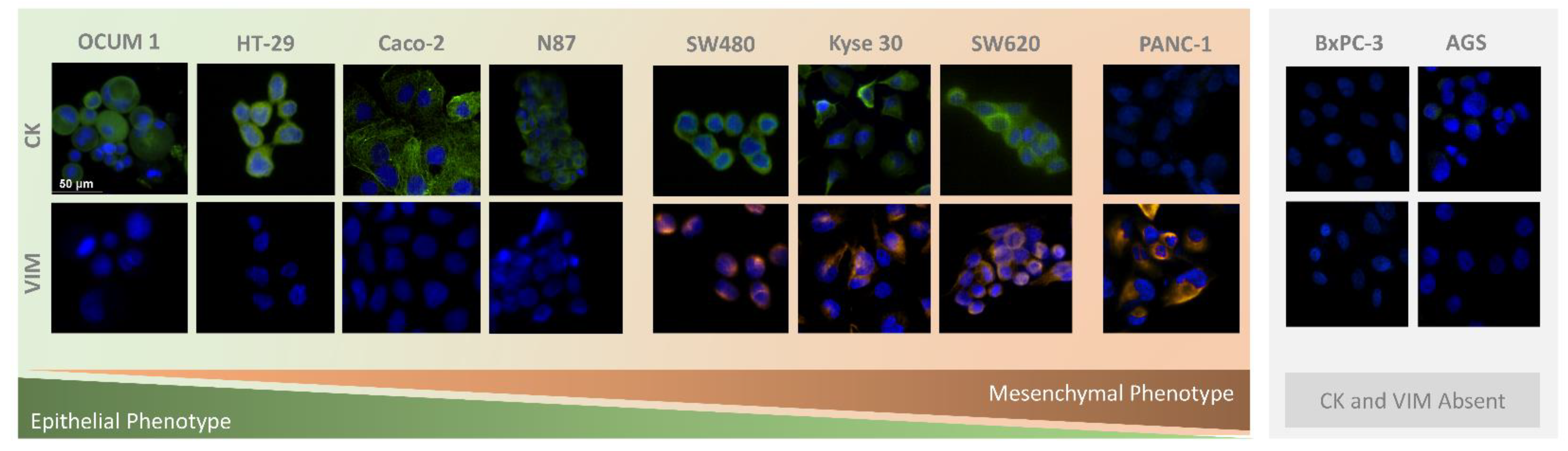 Cells 11 00376 g007