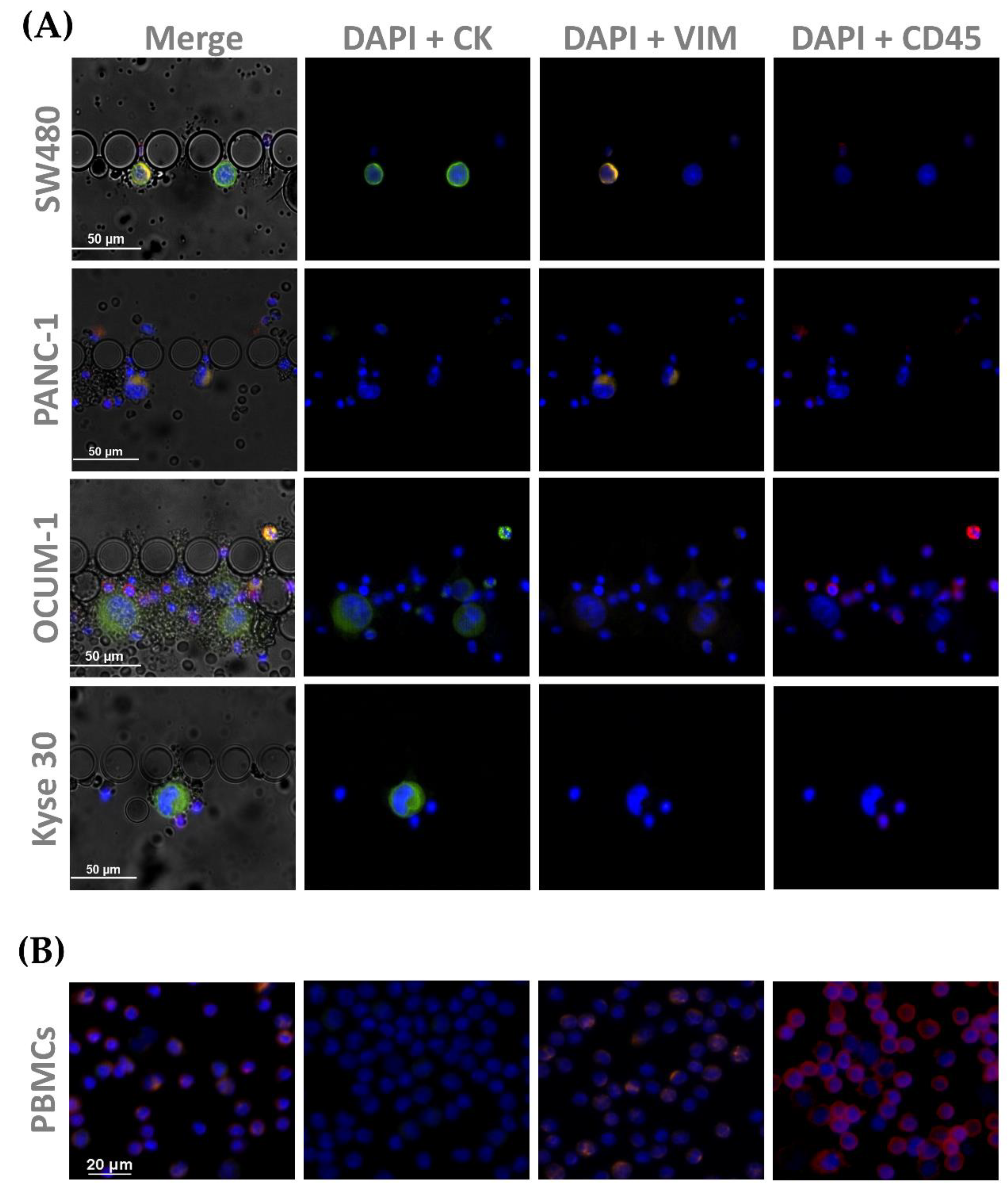 Cells 11 00376 g008