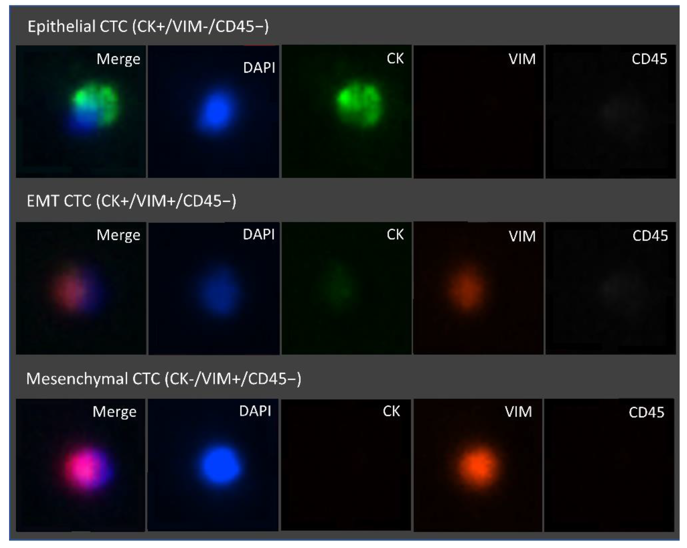 Cells 11 00376 g009