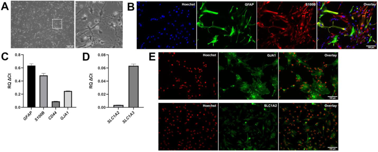 Cells 11 00399 g002 Cells 11 00399 g002