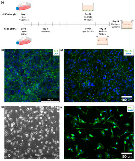 Cells 11 00419 g001 550