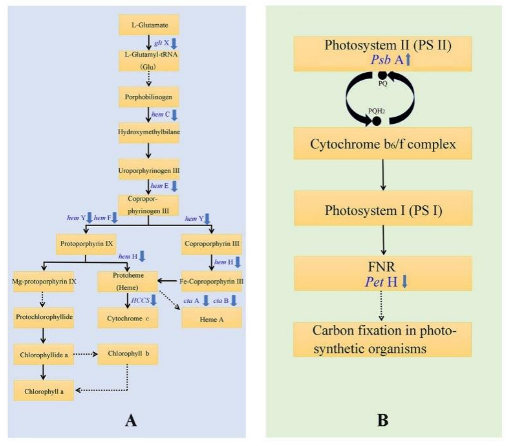 Cells 11 00431 g006 Cells 11 00431 g006