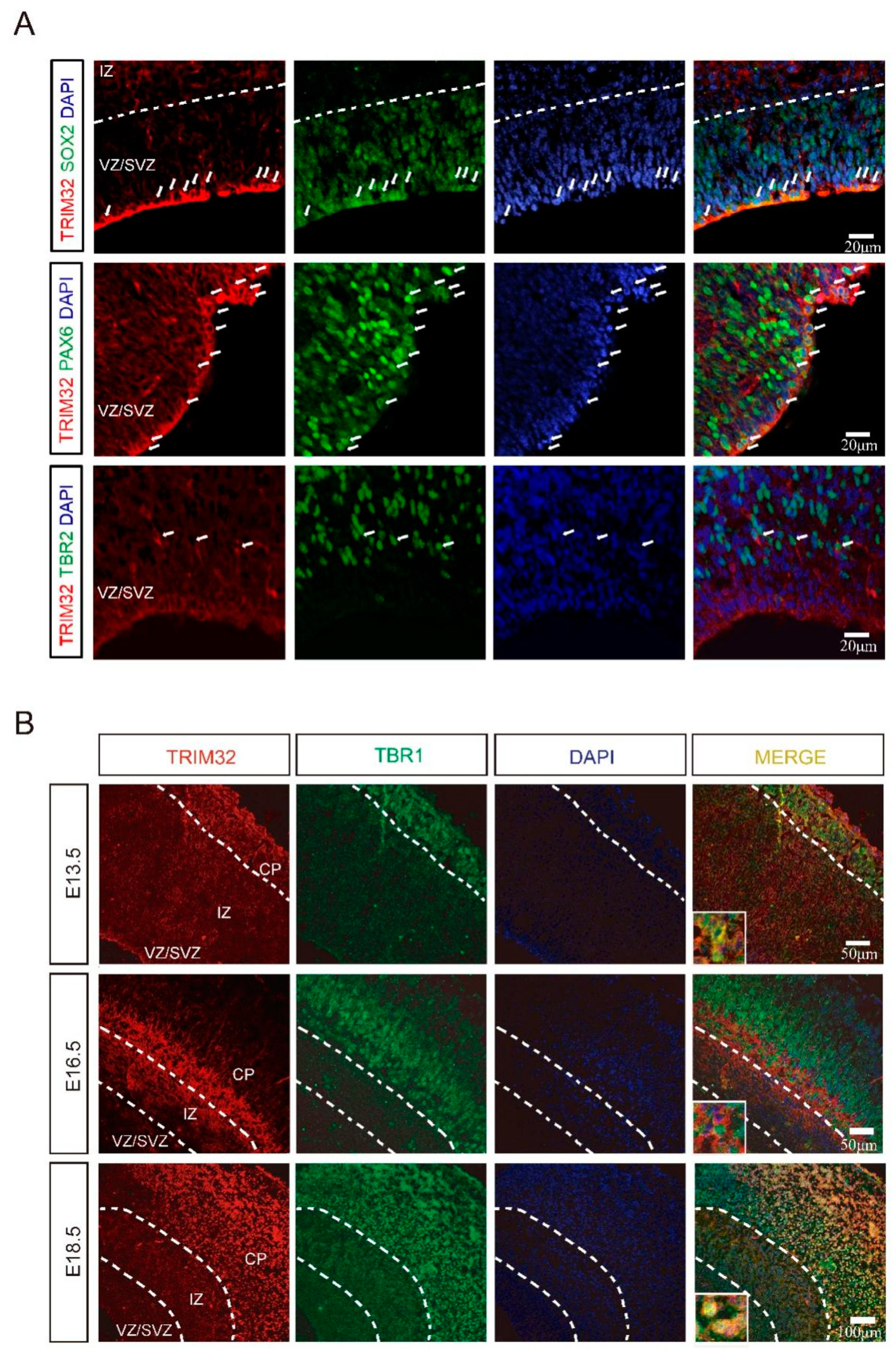 Cells 11 00449 g001 Cells 11 00449 g001
