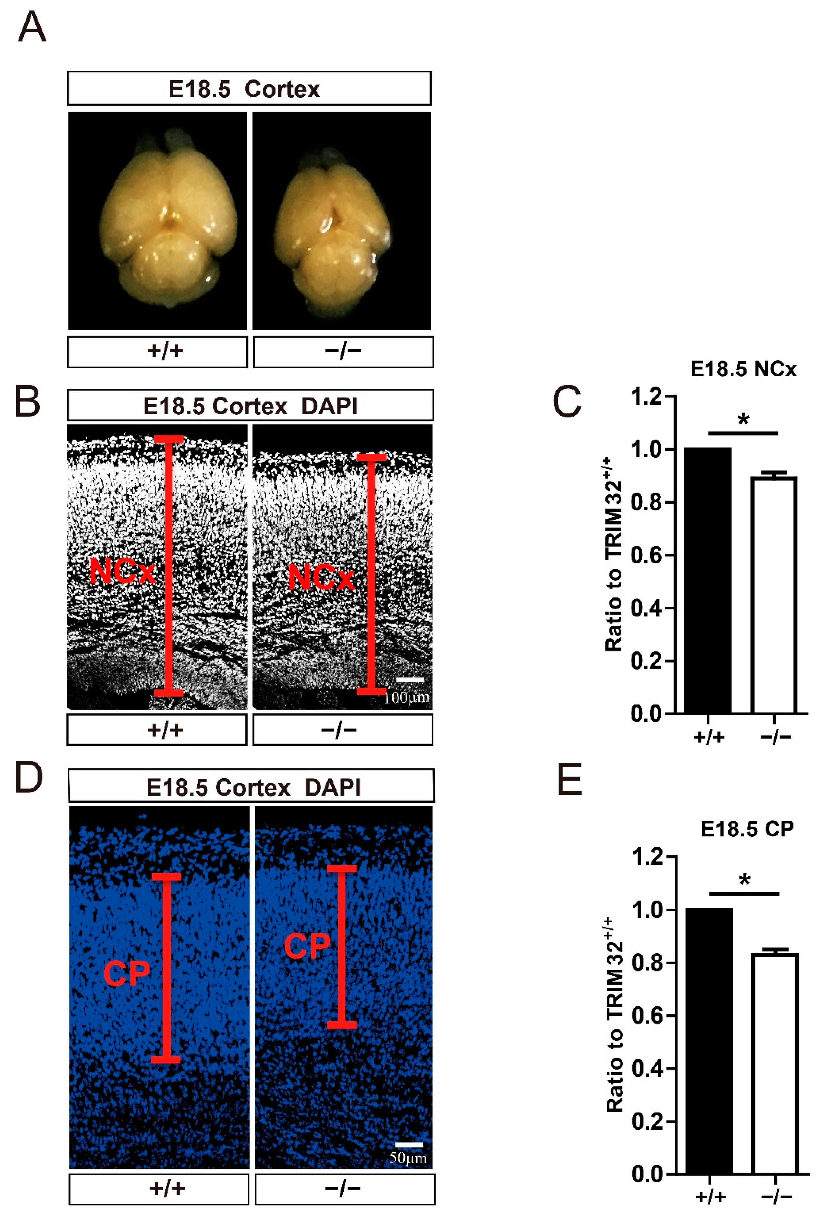 Cells 11 00449 g002 Cells 11 00449 g002
