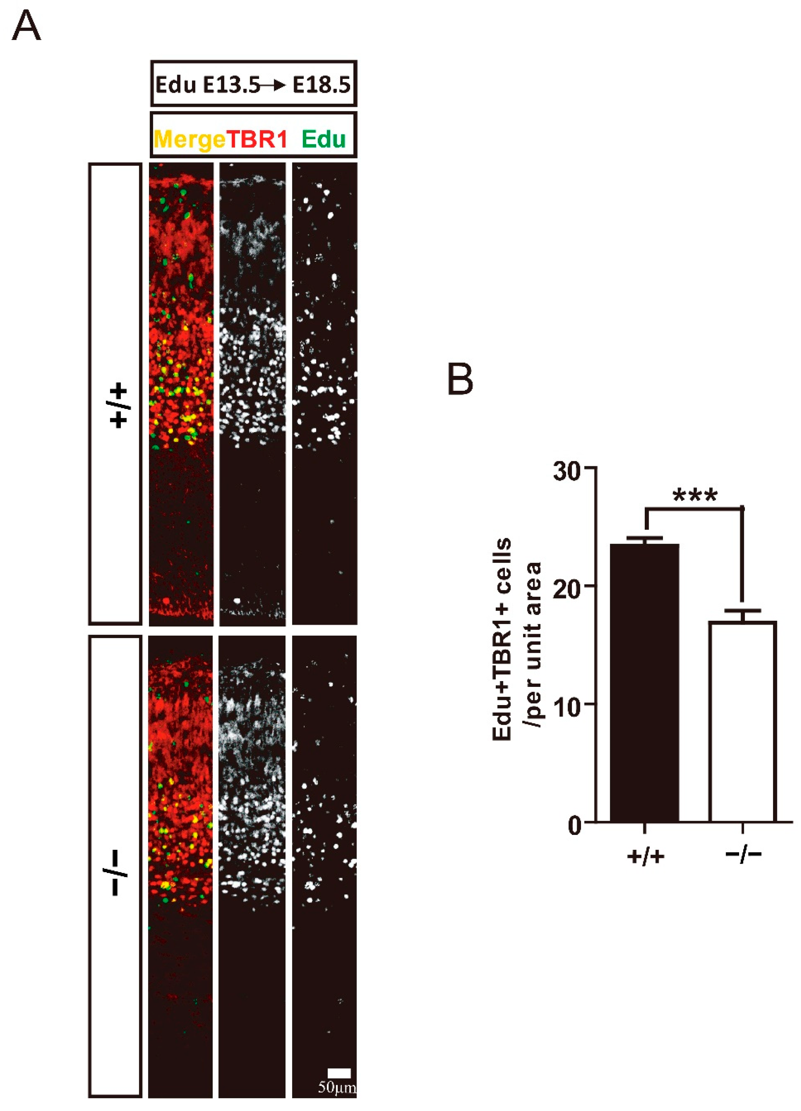 Cells 11 00449 g004 Cells 11 00449 g004