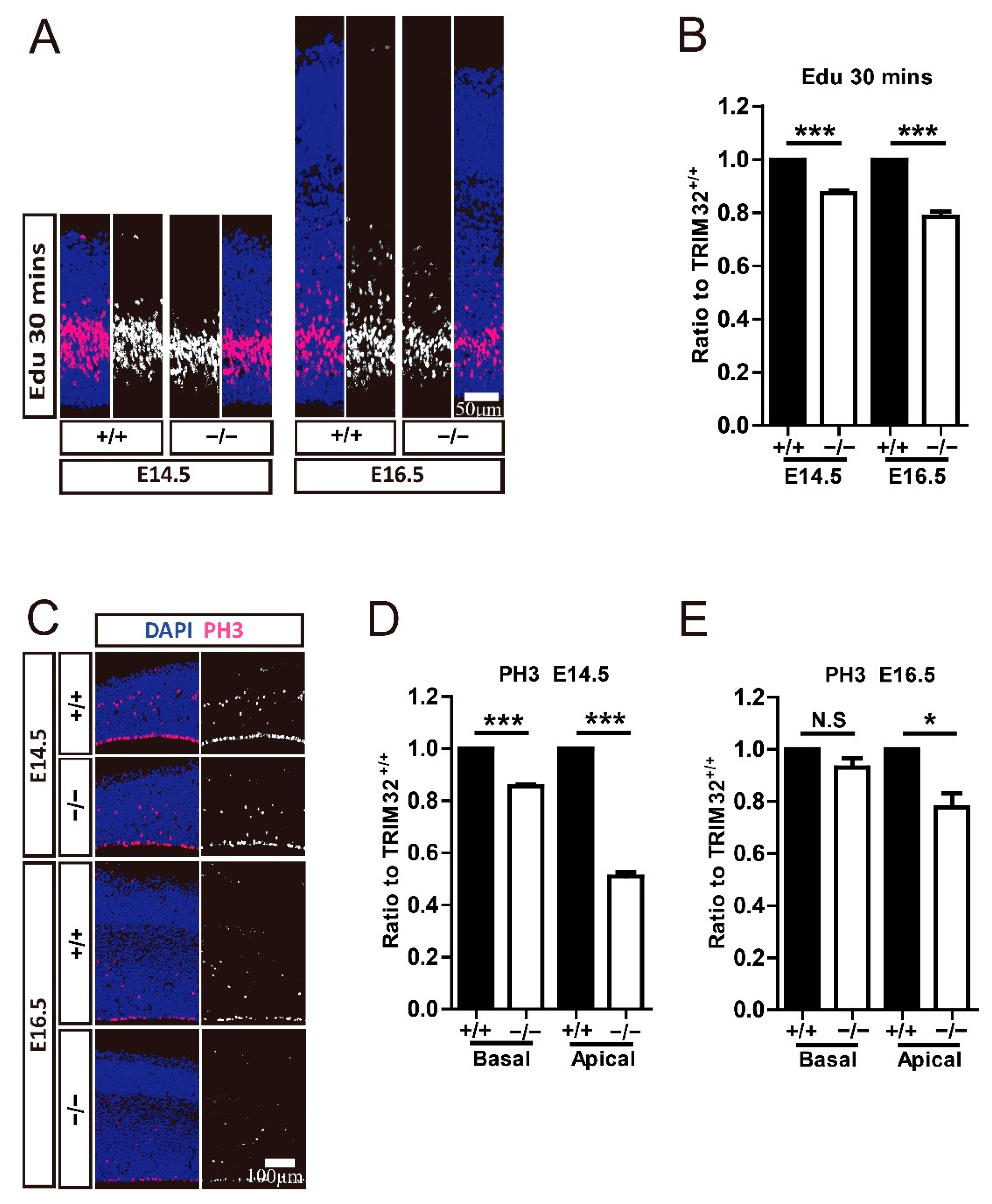 Cells 11 00449 g006 Cells 11 00449 g006