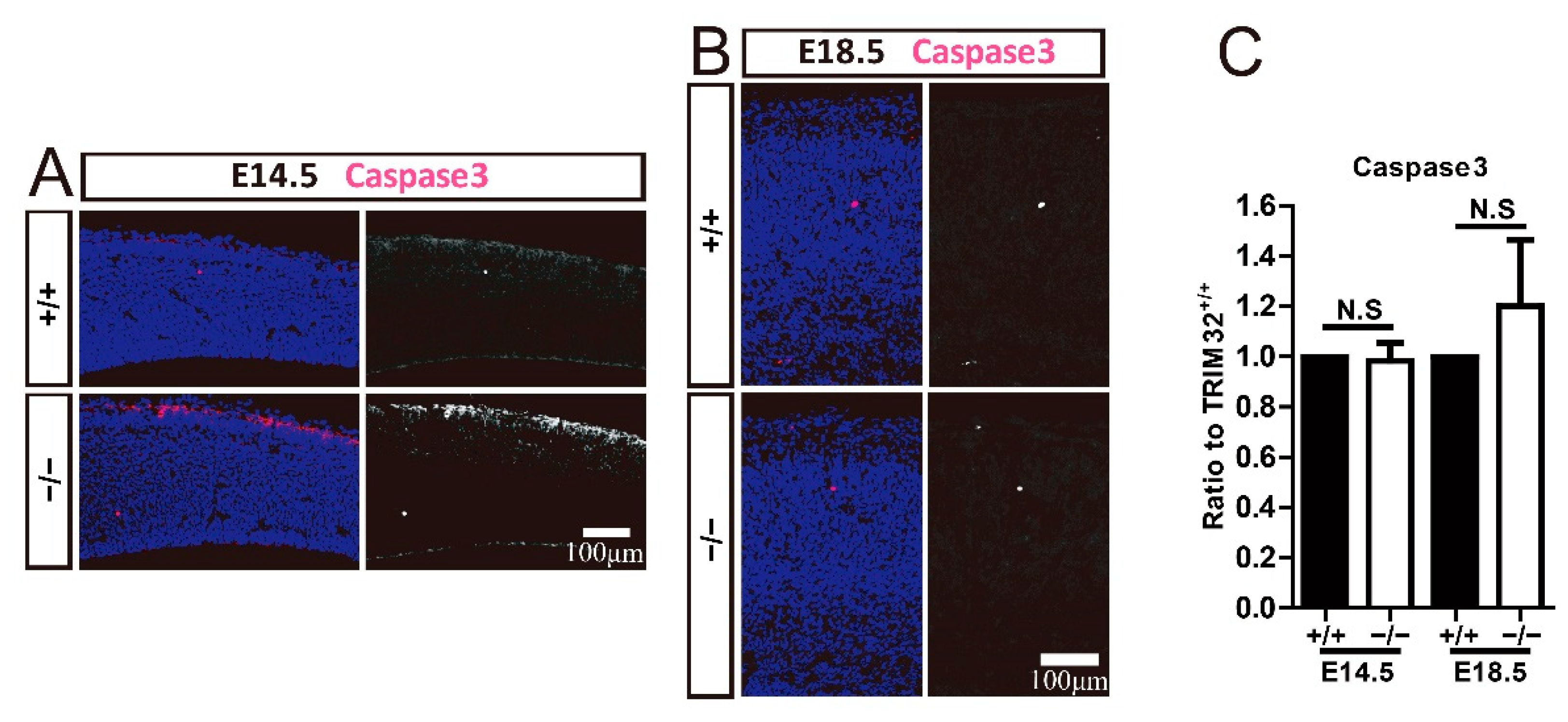 Cells 11 00449 g007 Cells 11 00449 g007