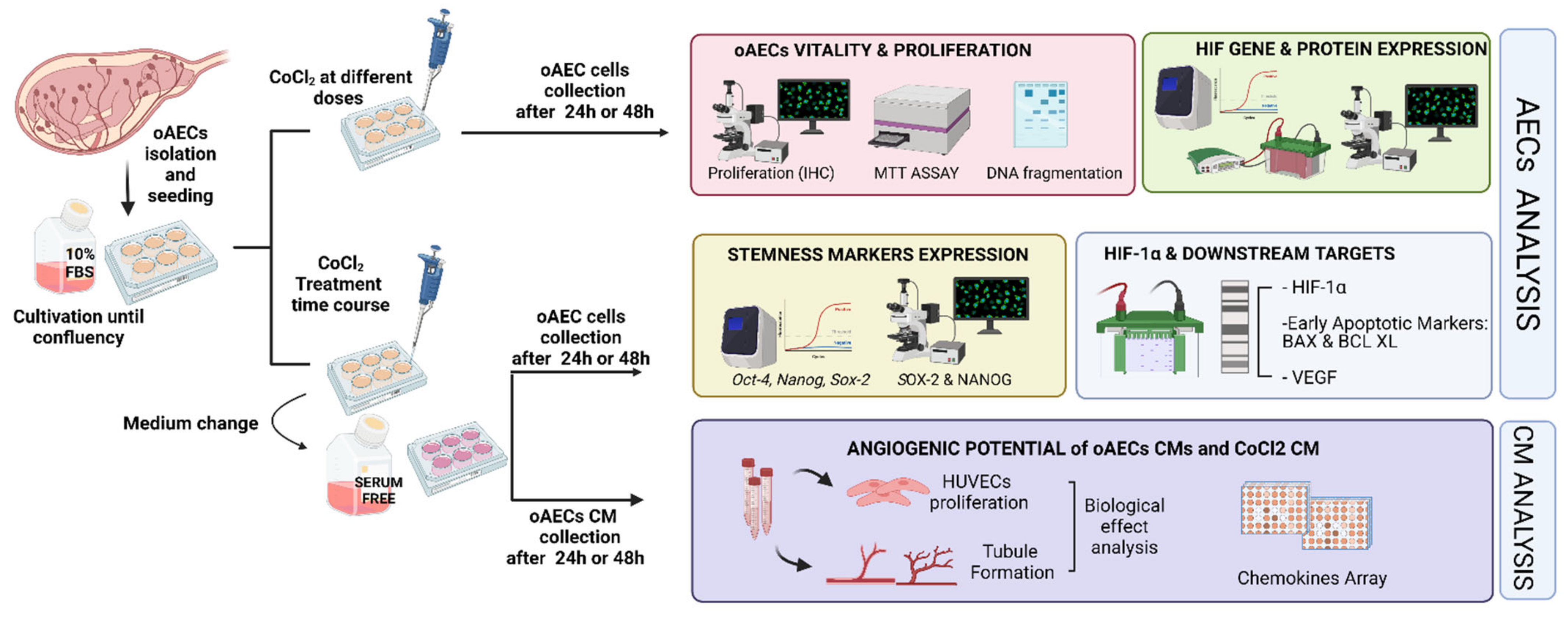 Cells 11 00461 g001 Cells 11 00461 g001