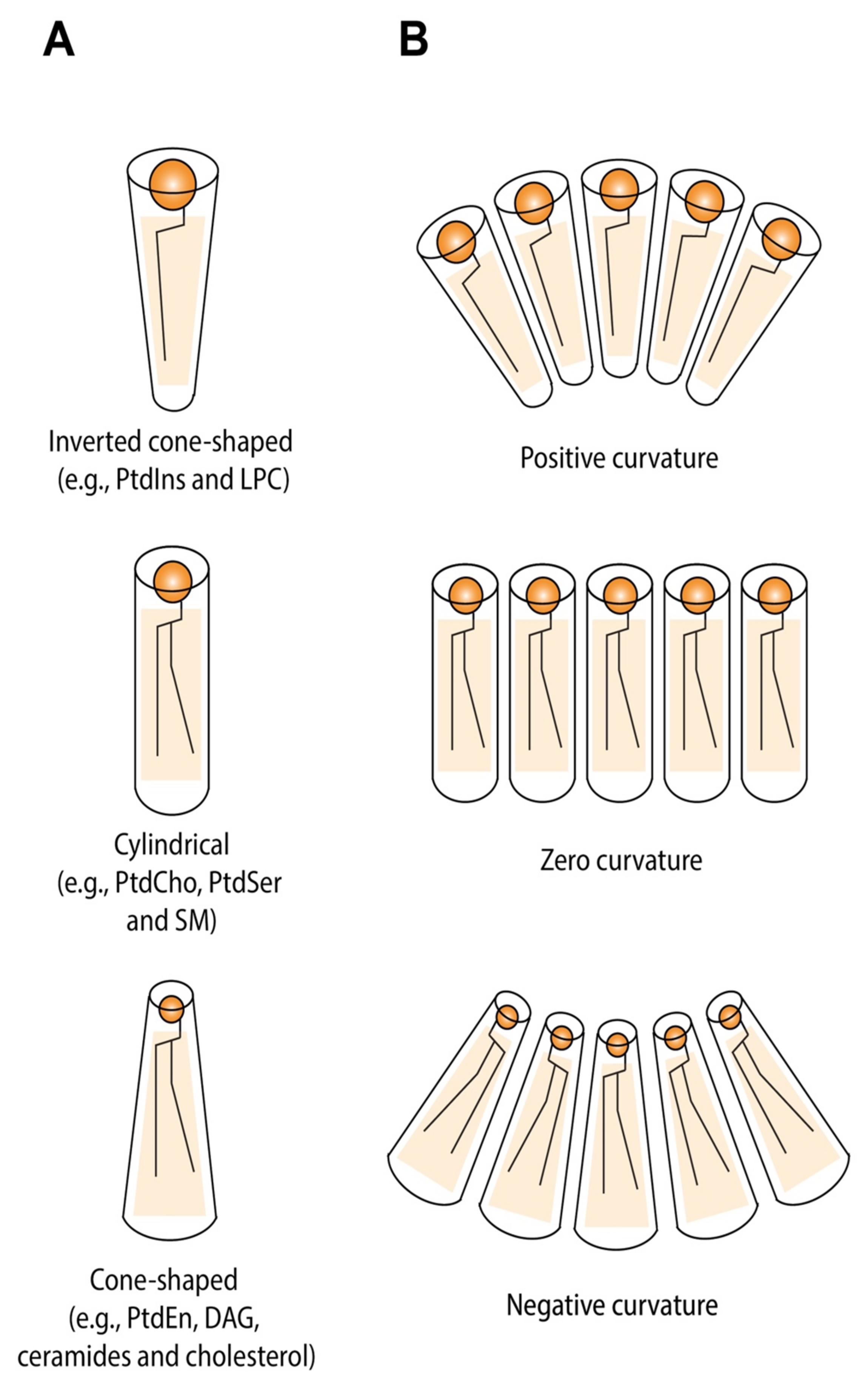 Cells 11 00469 g003 Cells 11 00469 g003