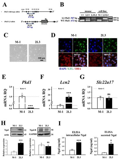 Cells 11 00483 g001 550