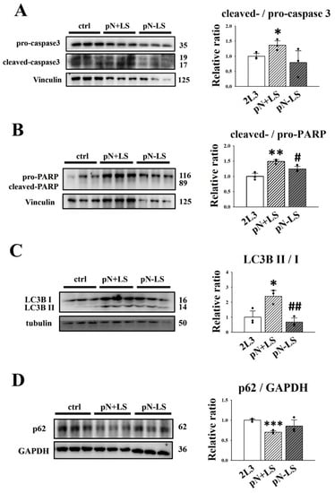 Cells 11 00483 g009 550