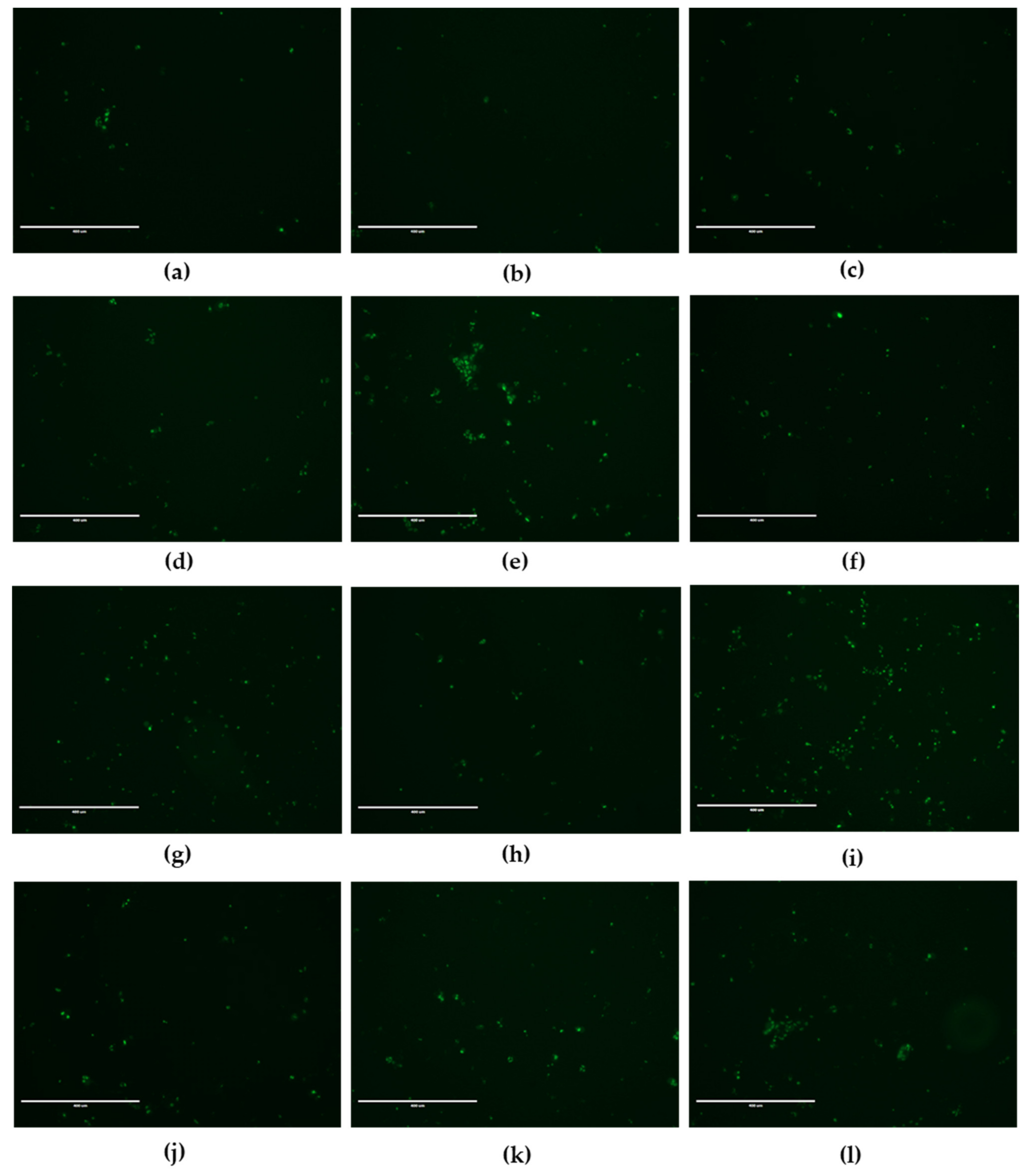 Cells 11 00495 g005 Cells 11 00495 g005