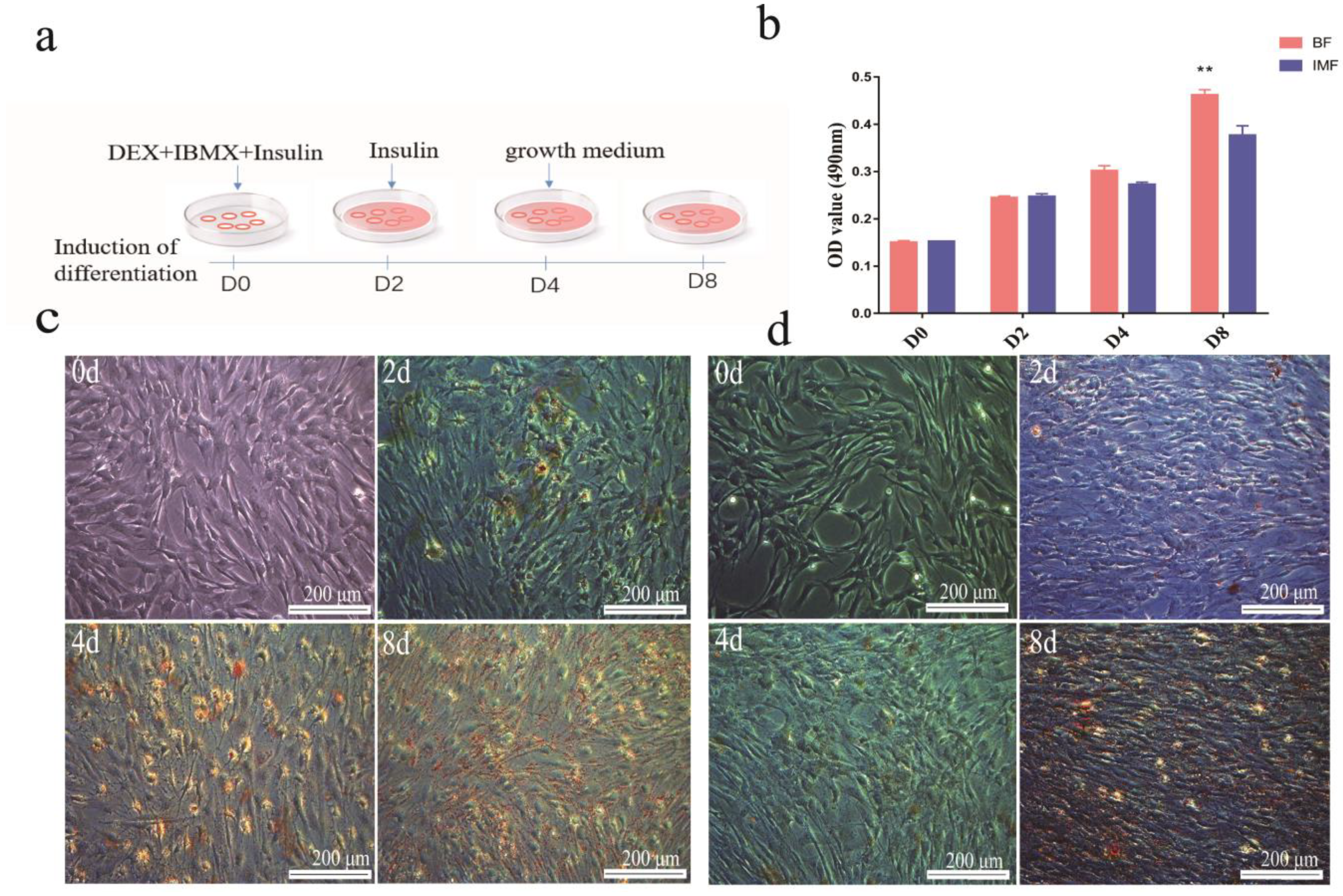 Cells 11 00499 g001 Cells 11 00499 g001