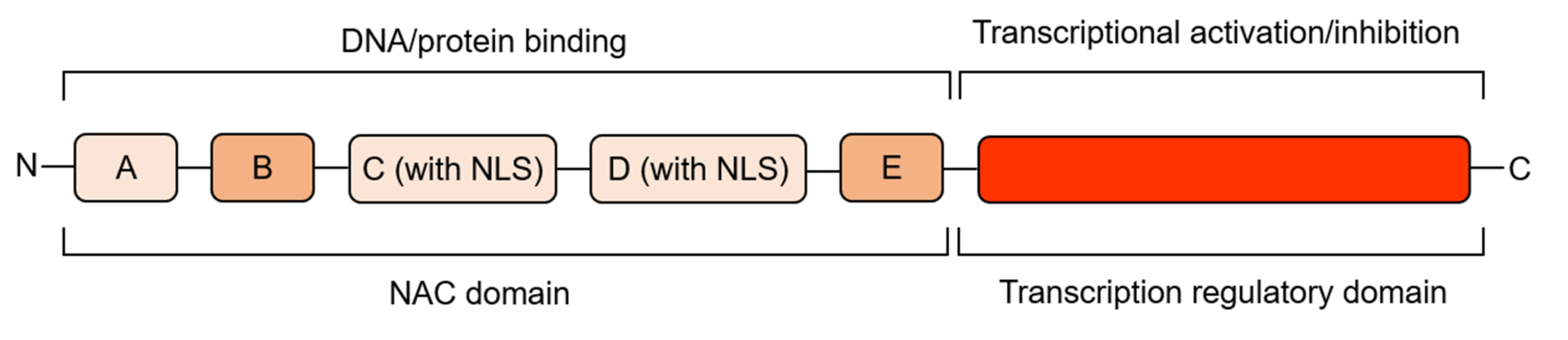 NAC Transcription Factor Family Regulation of Fruit Ripening and ...
