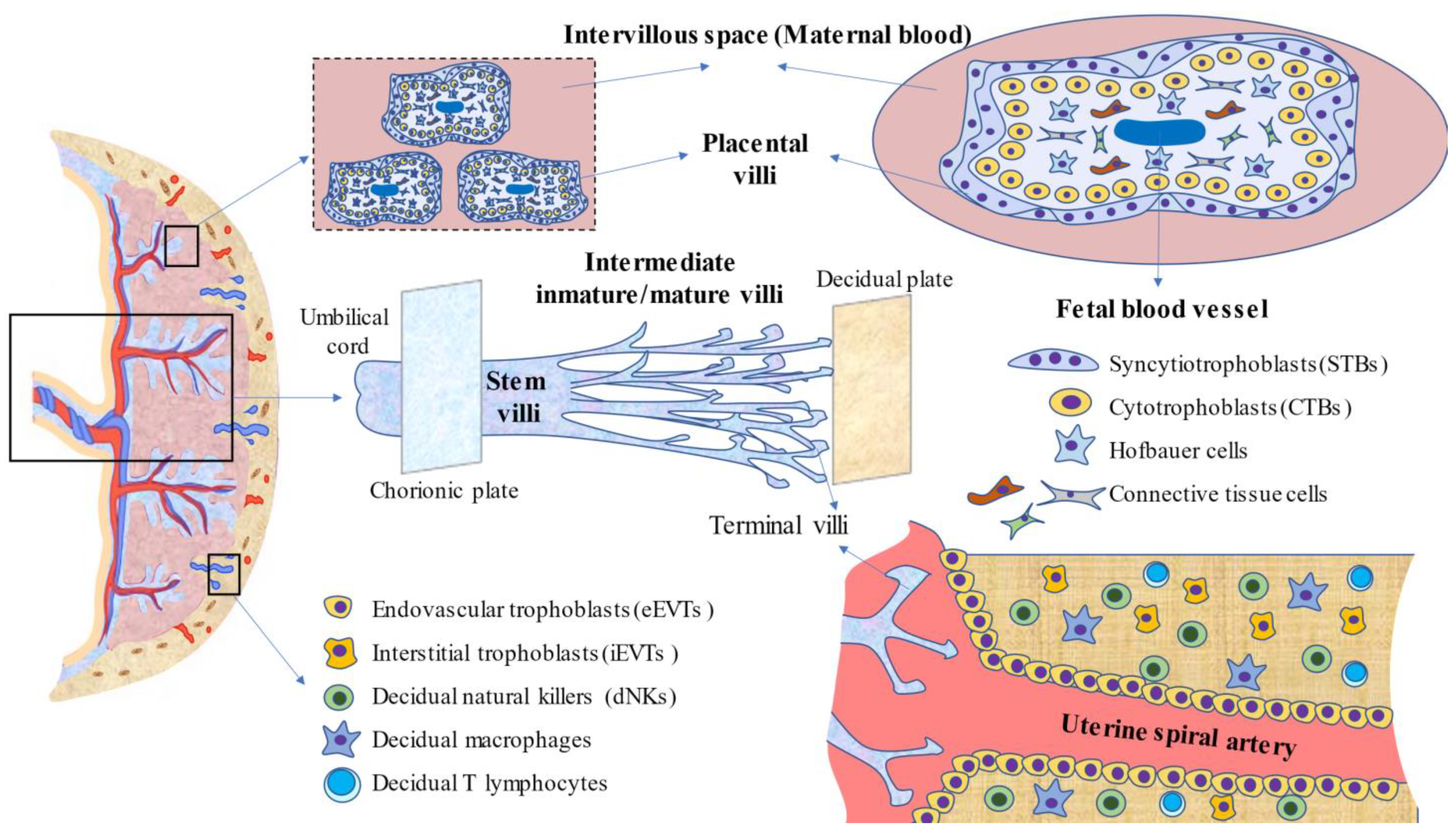 Cells 11 00568 g001 Cells 11 00568 g001