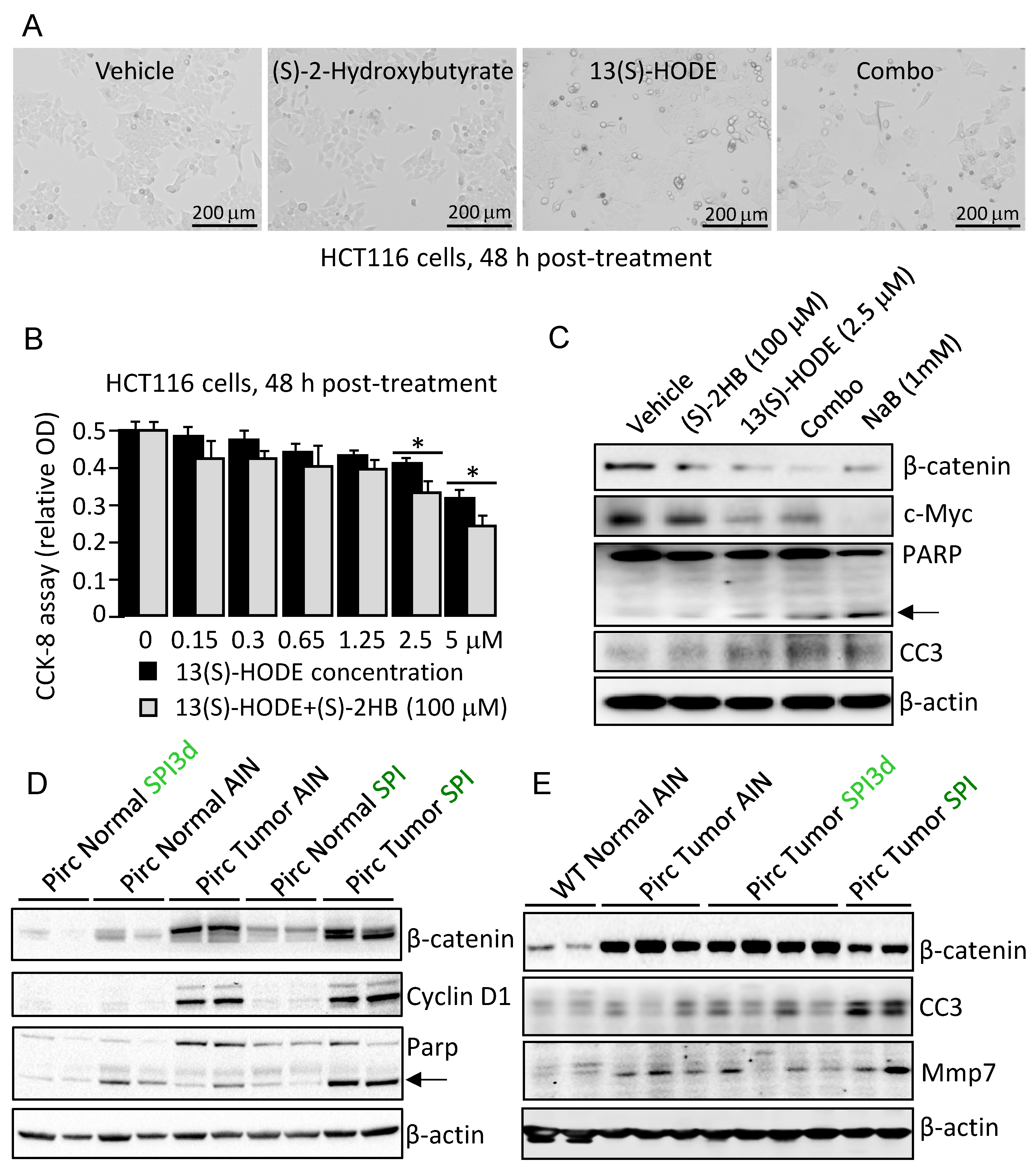 Cells 11 00573 g007 Cells 11 00573 g007