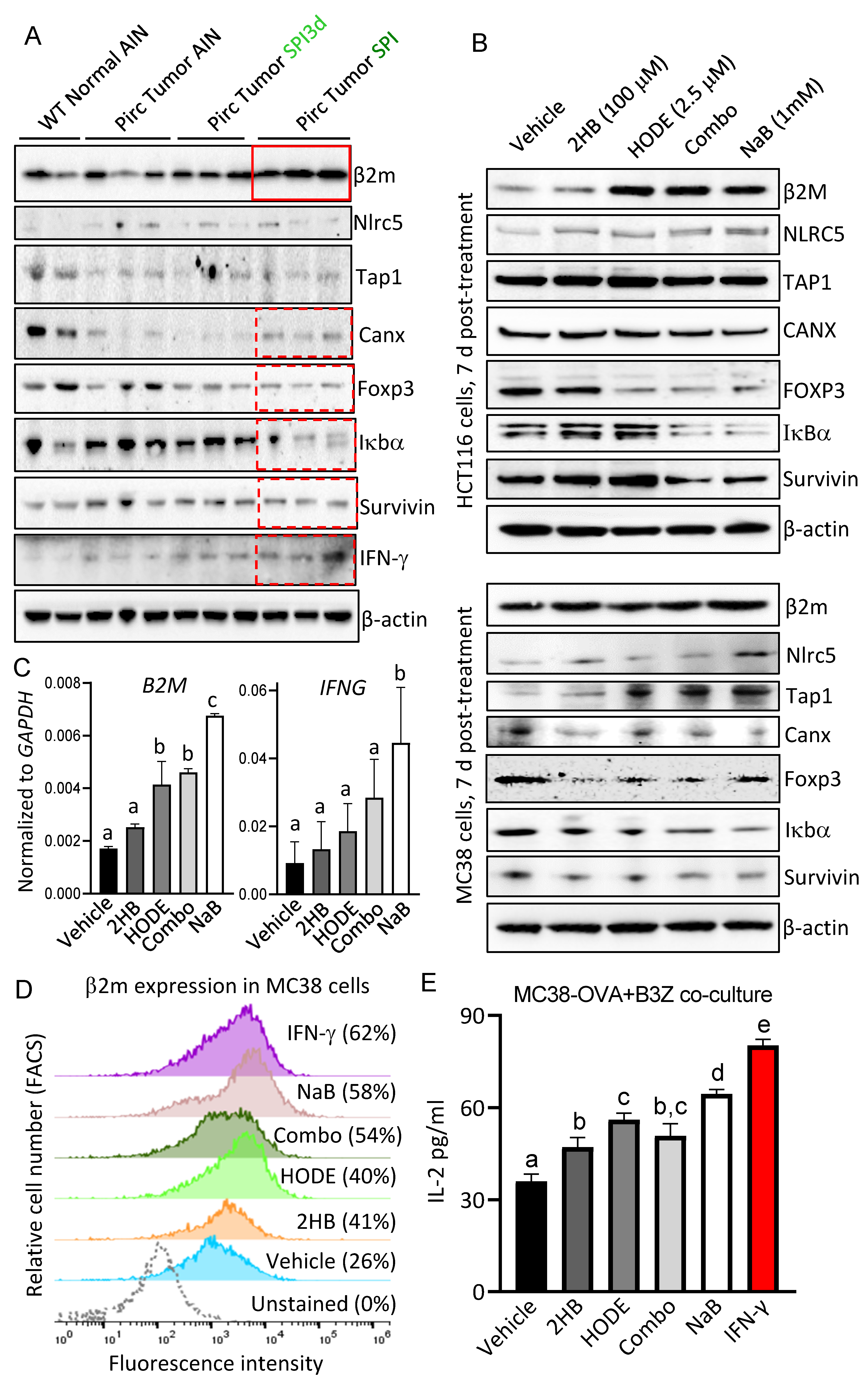 Cells 11 00573 g008 Cells 11 00573 g008