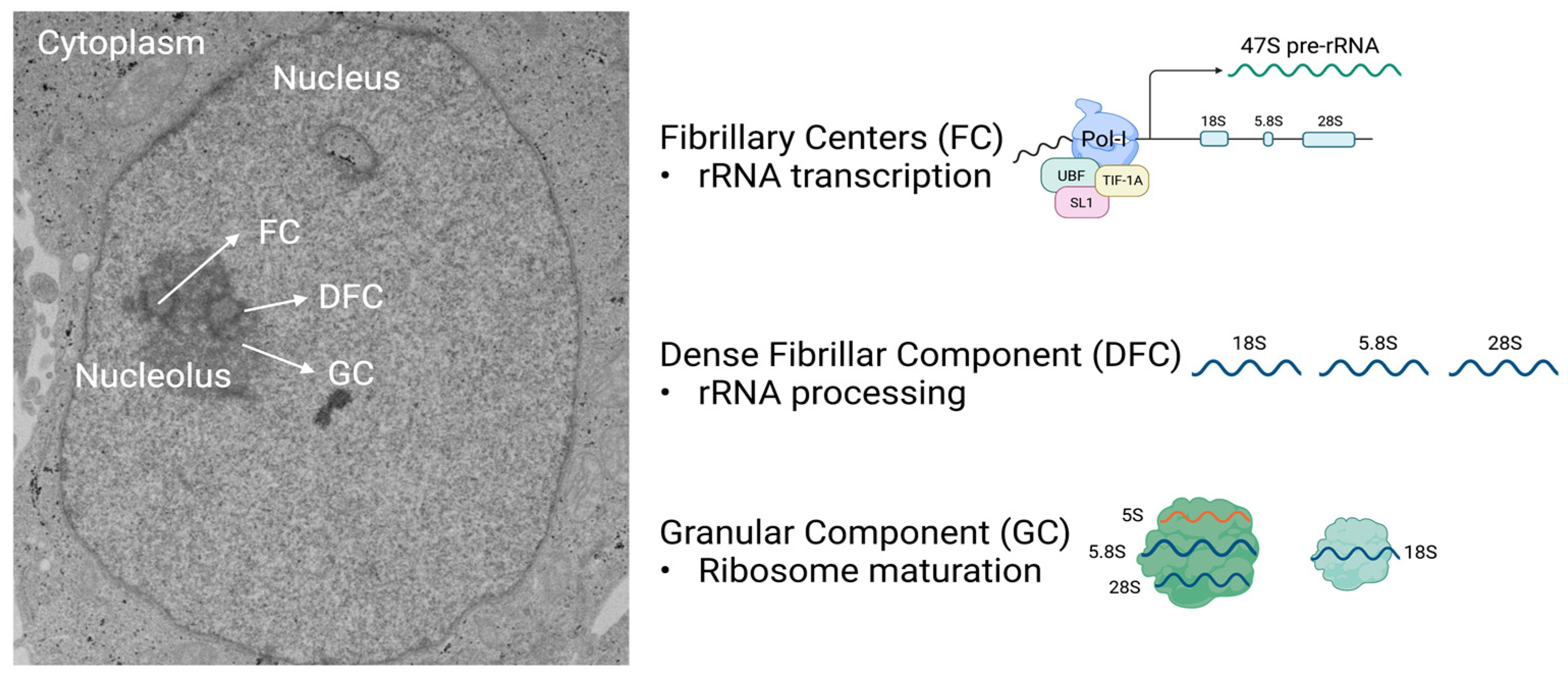 Cells 11 00574 g001 Cells 11 00574 g001