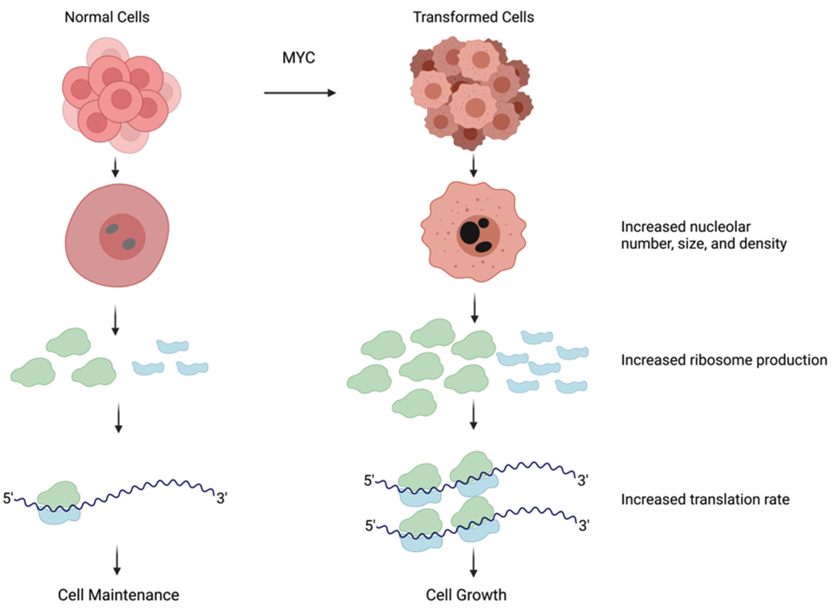 Cells 11 00574 g002 Cells 11 00574 g002