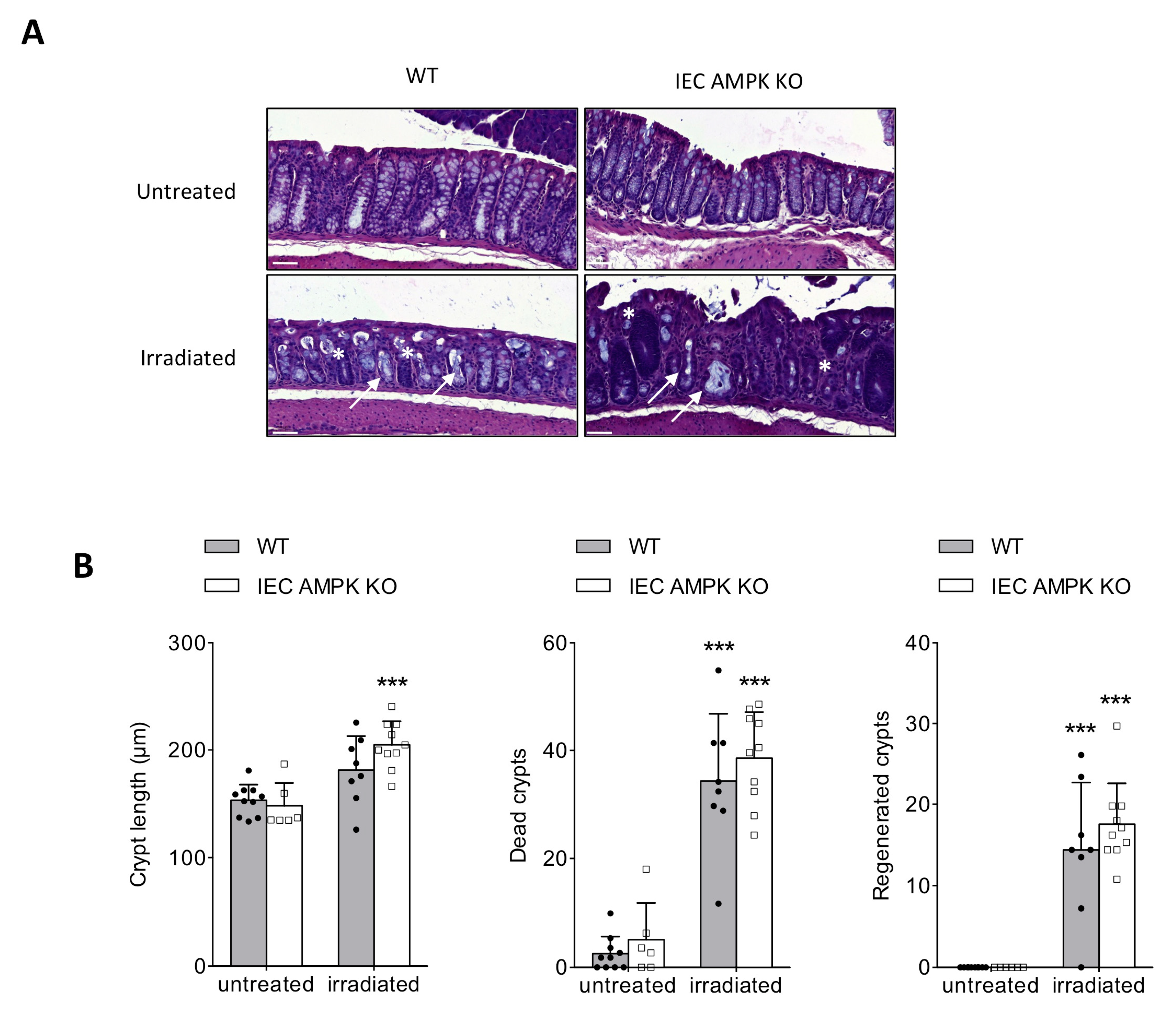 Cells 11 00590 g003a Cells 11 00590 g003a