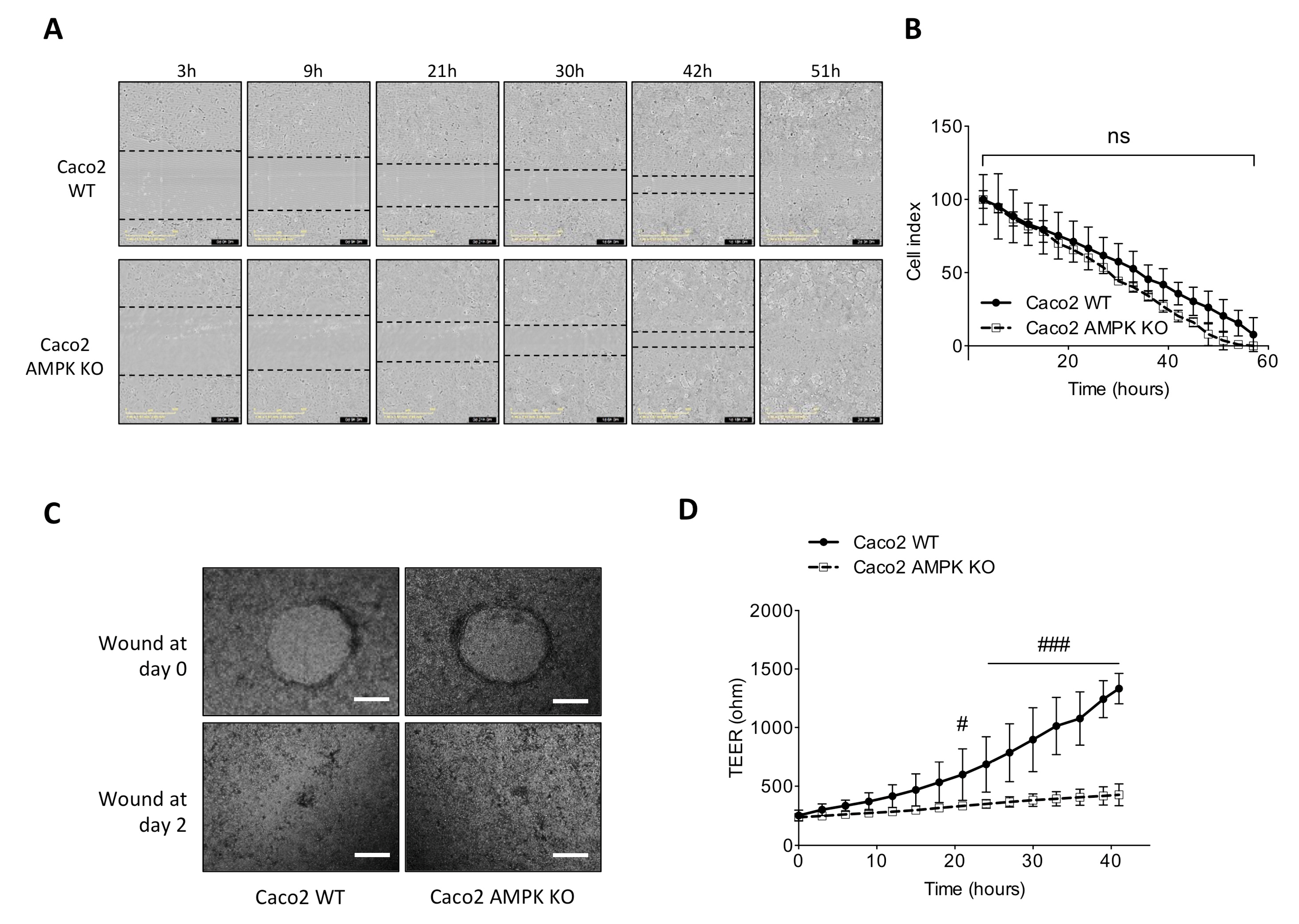 Cells 11 00590 g004 Cells 11 00590 g004
