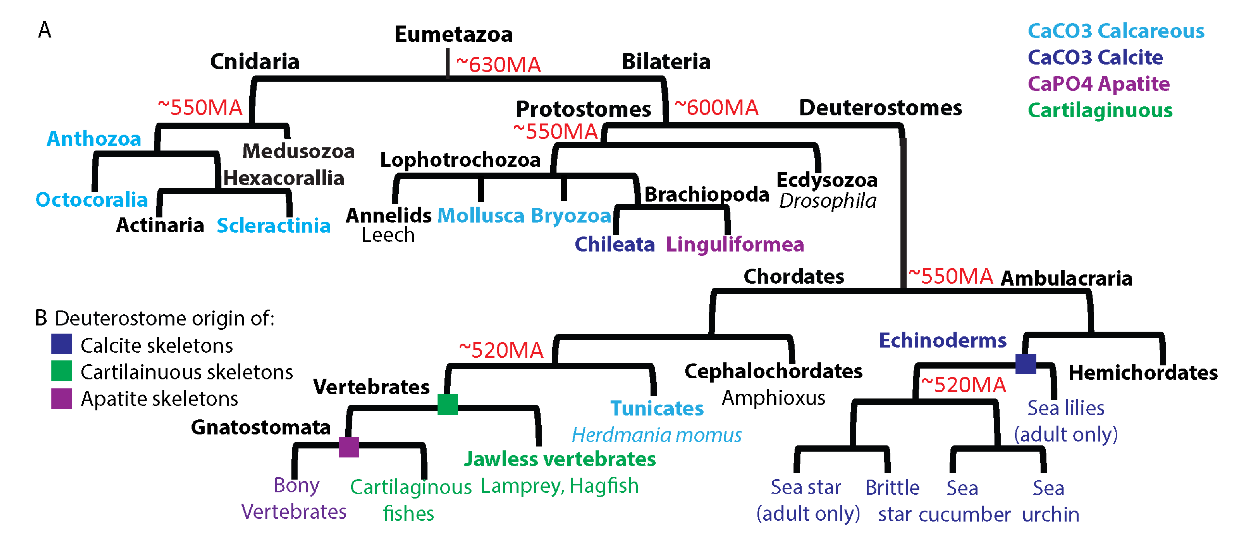 Cells 11 00595 g001 Cells 11 00595 g001