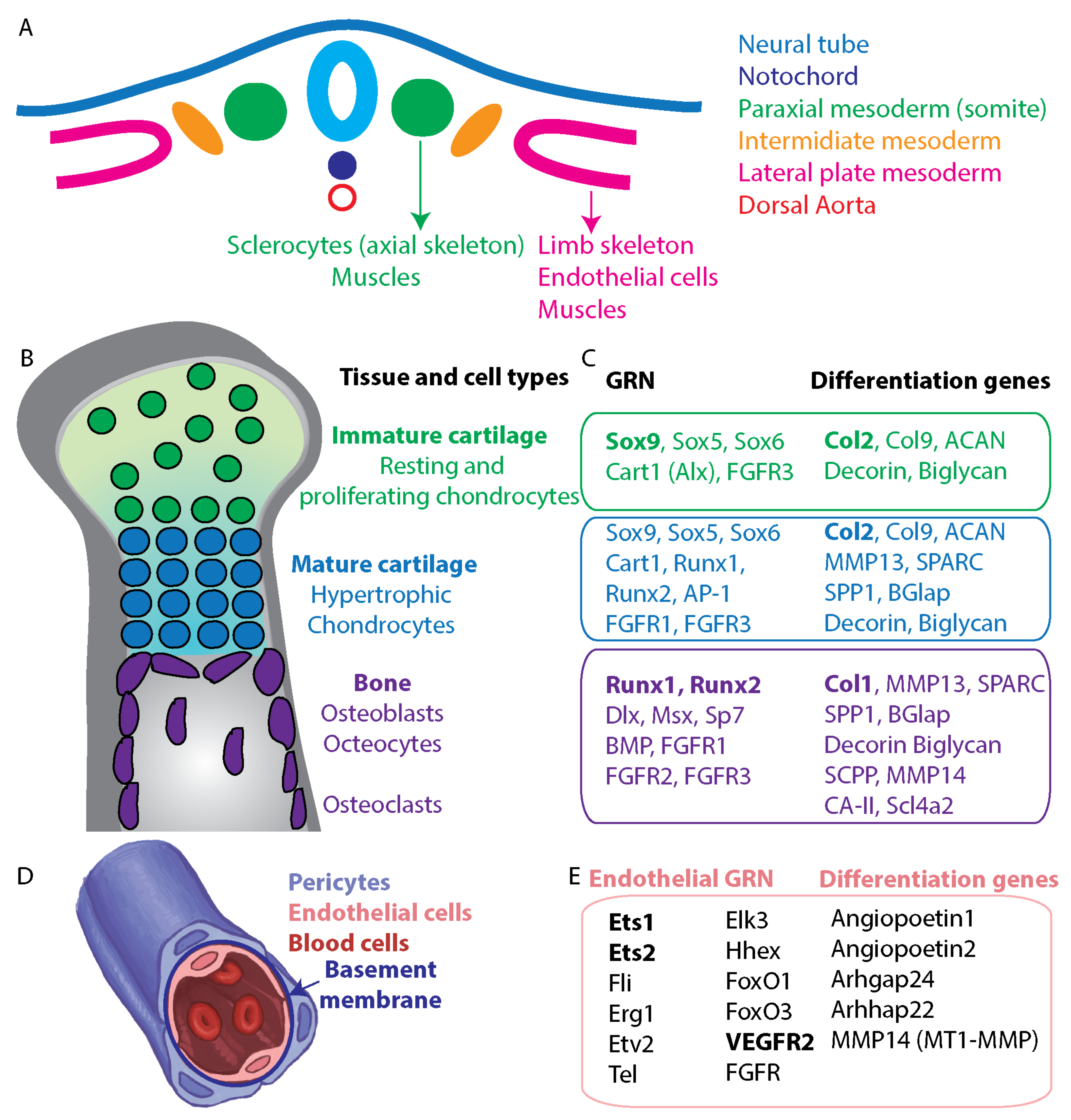 Cells 11 00595 g004 Cells 11 00595 g004