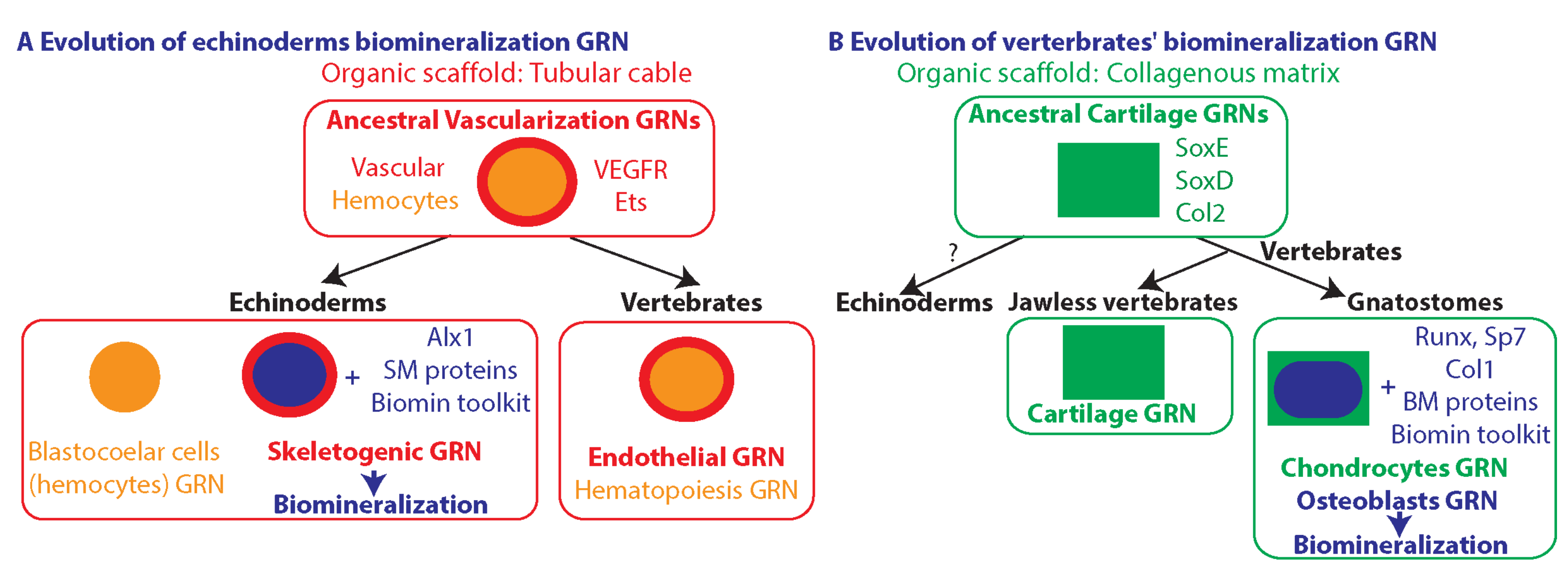 Cells 11 00595 g005 Cells 11 00595 g005