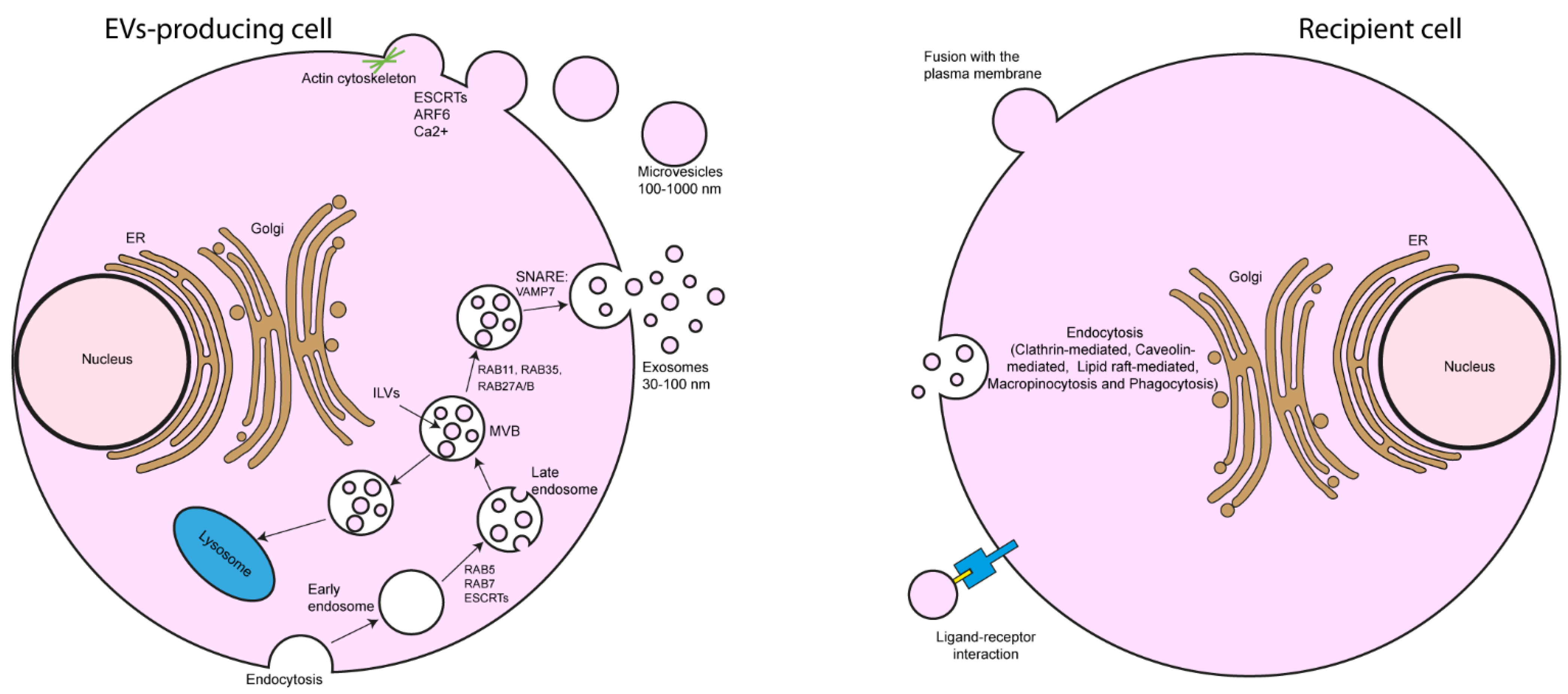 Cells 11 00630 g001 Cells 11 00630 g001