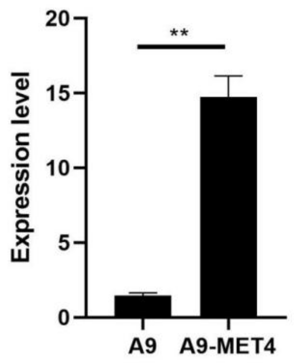 Cells 11 00636 g001 Cells 11 00636 g001