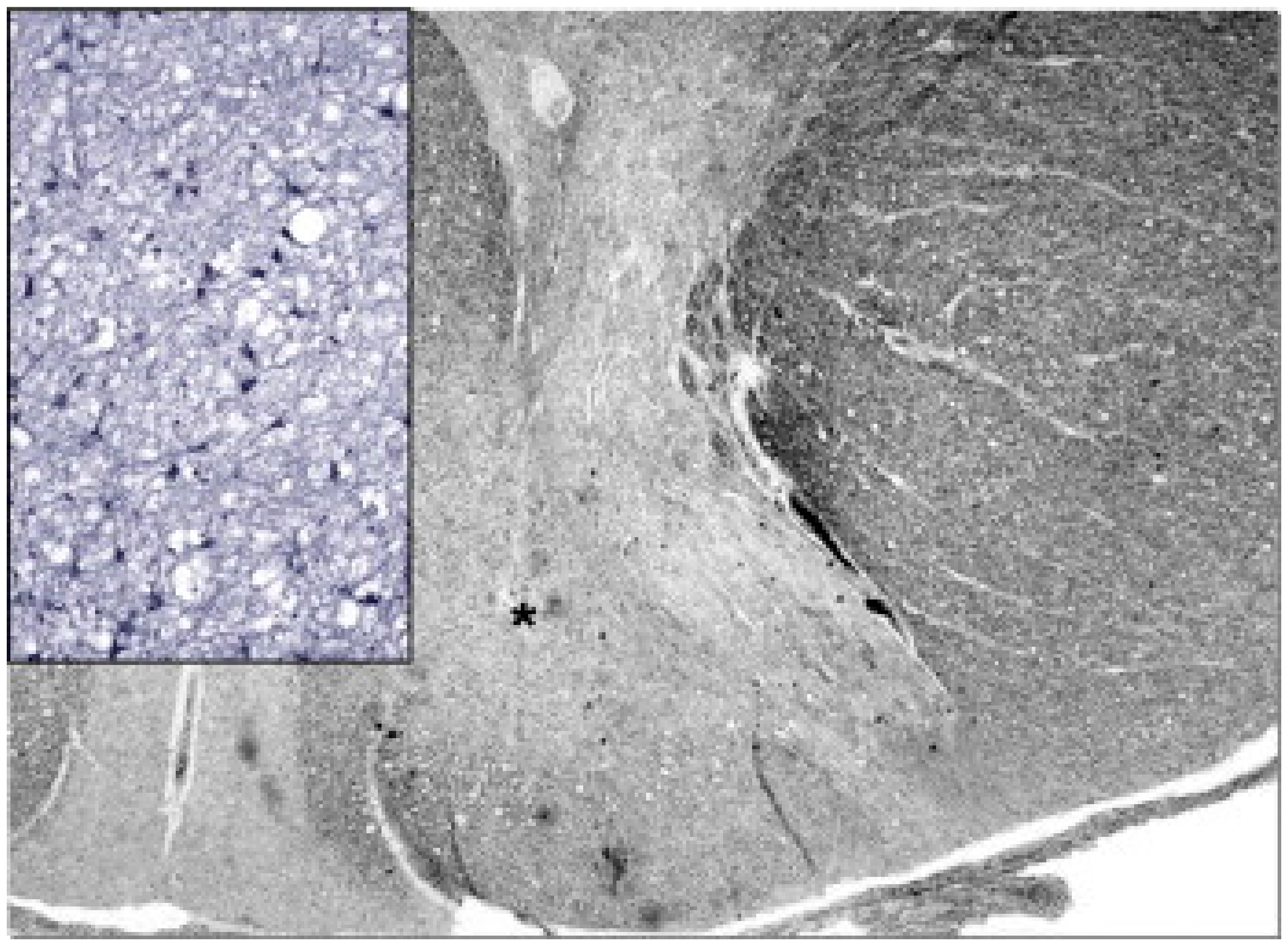 Cells 11 00637 g005 Cells 11 00637 g005